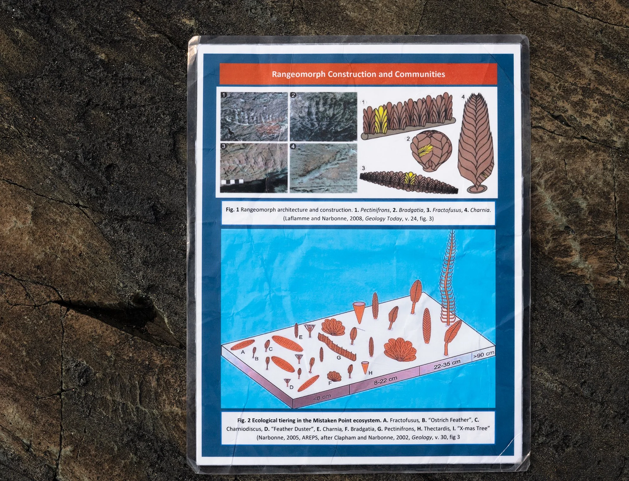 Mistaken Point