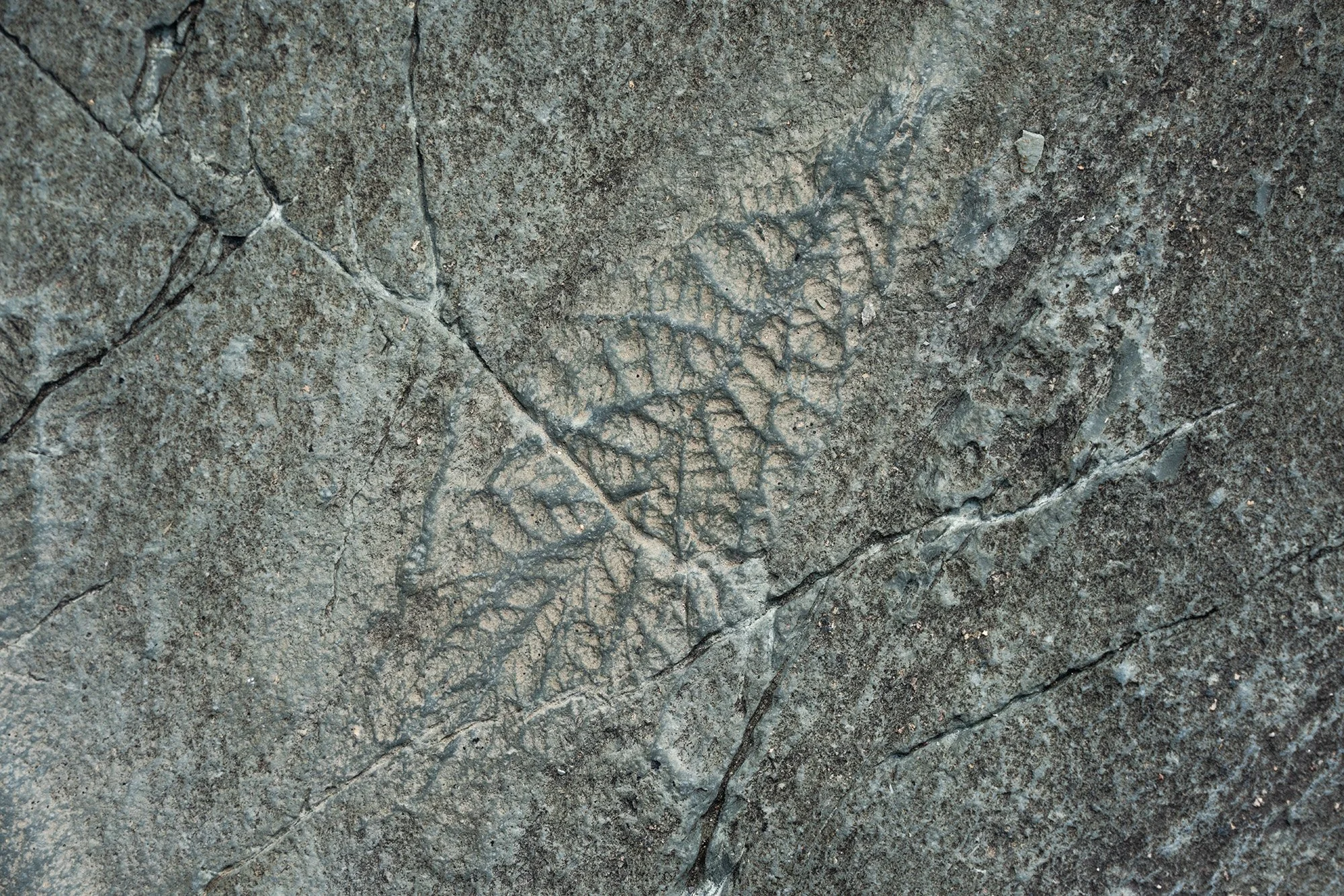 fossil.jpg