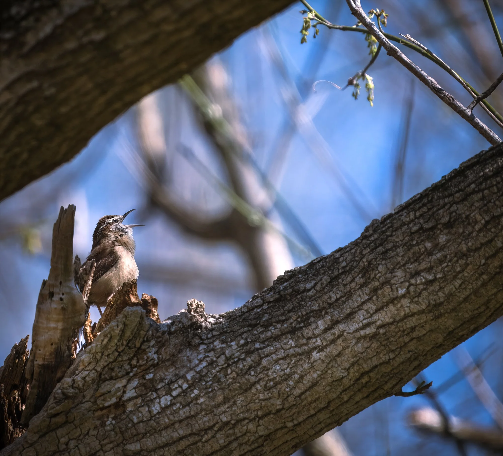 carolina wren.jpg