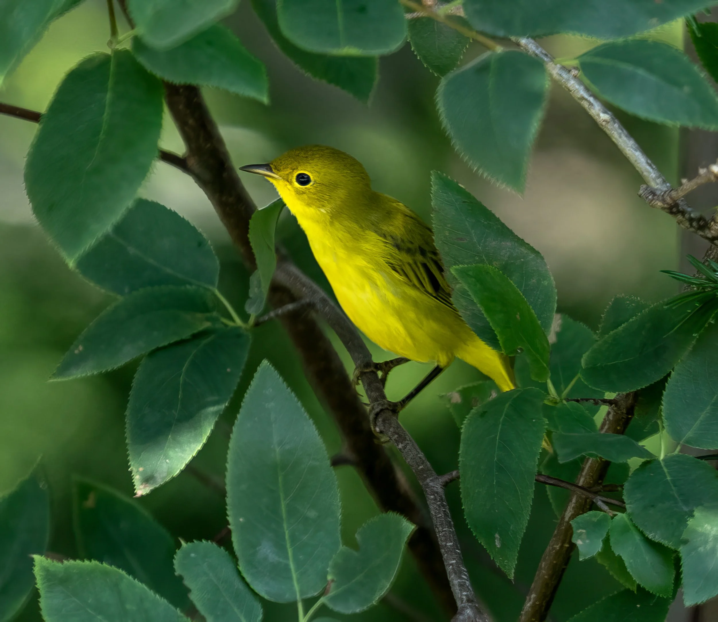 Yellow Warbler
