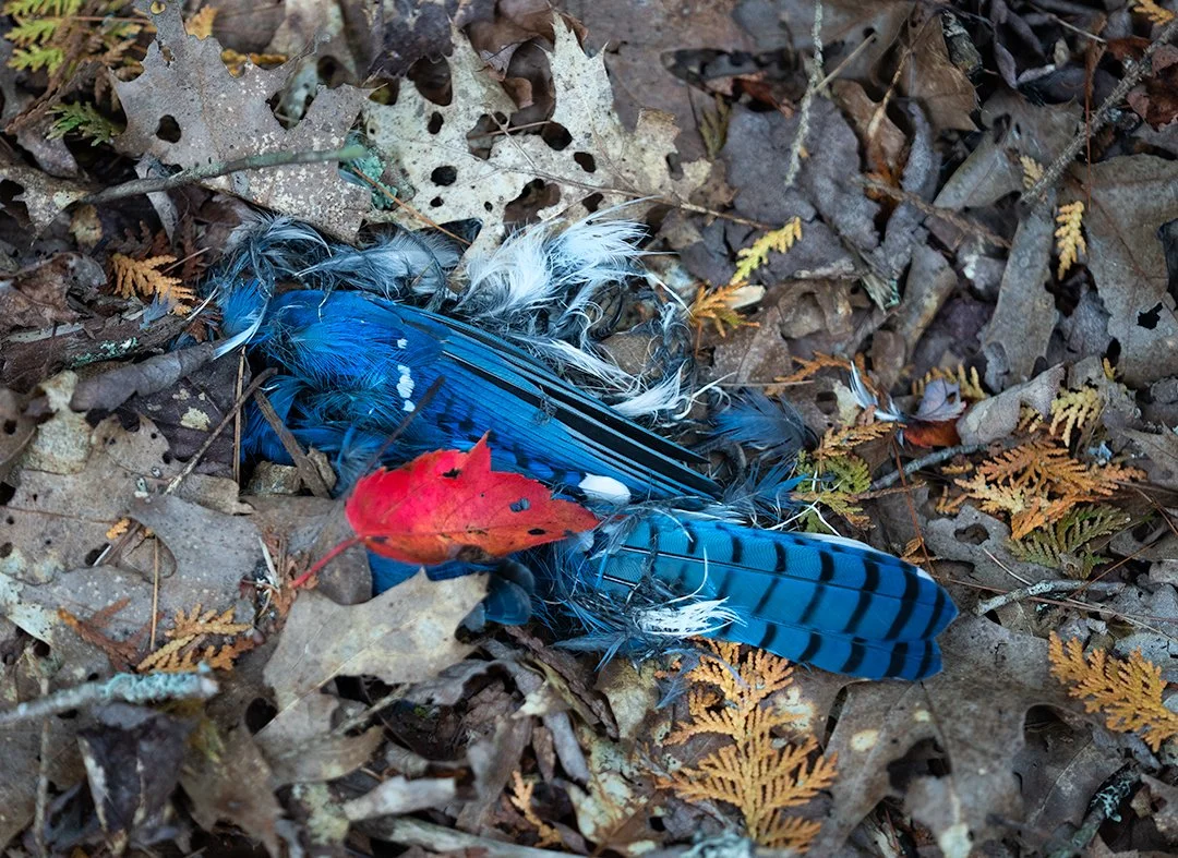 Blue Jay grave IG.jpg