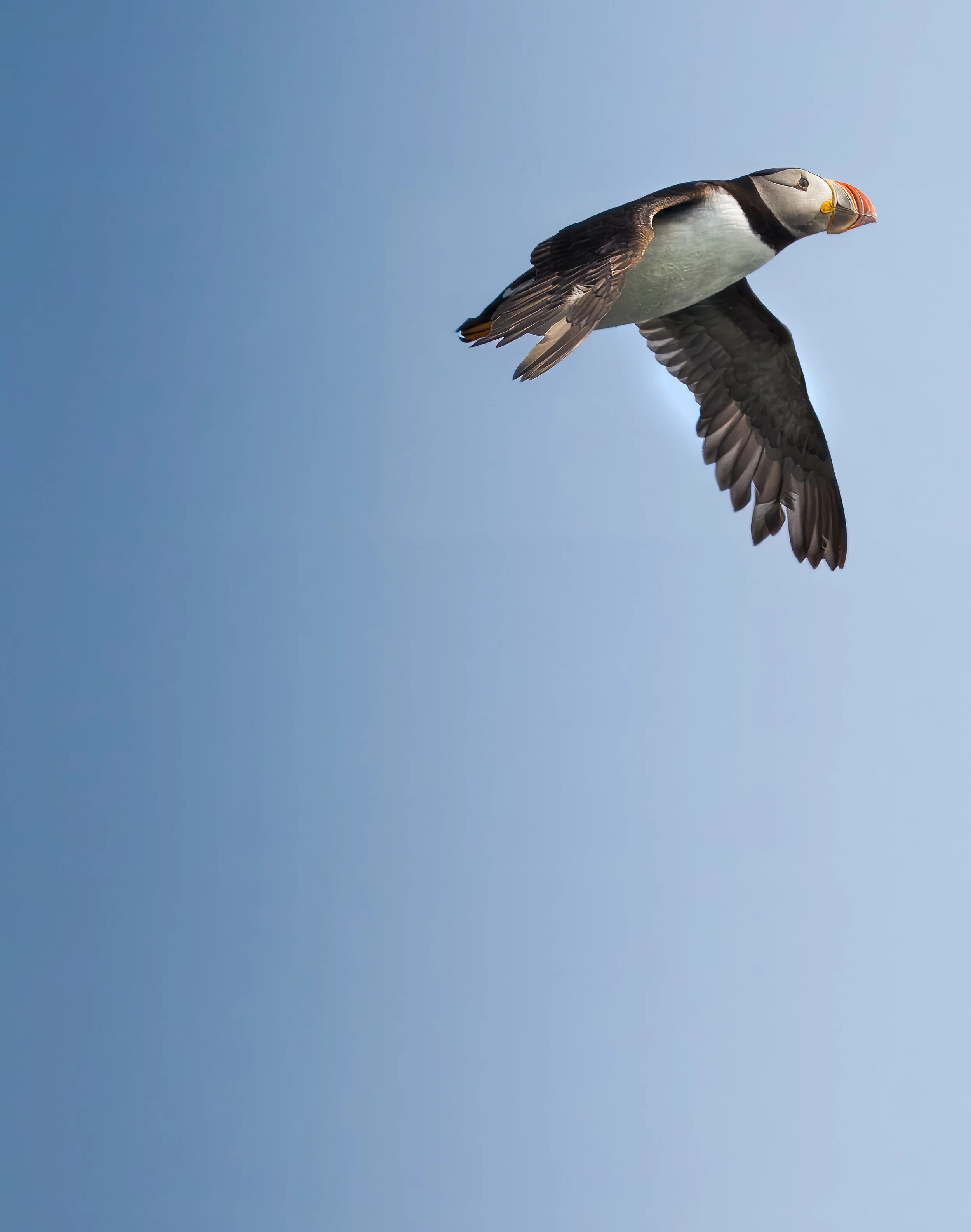 Puffin flying .jpg