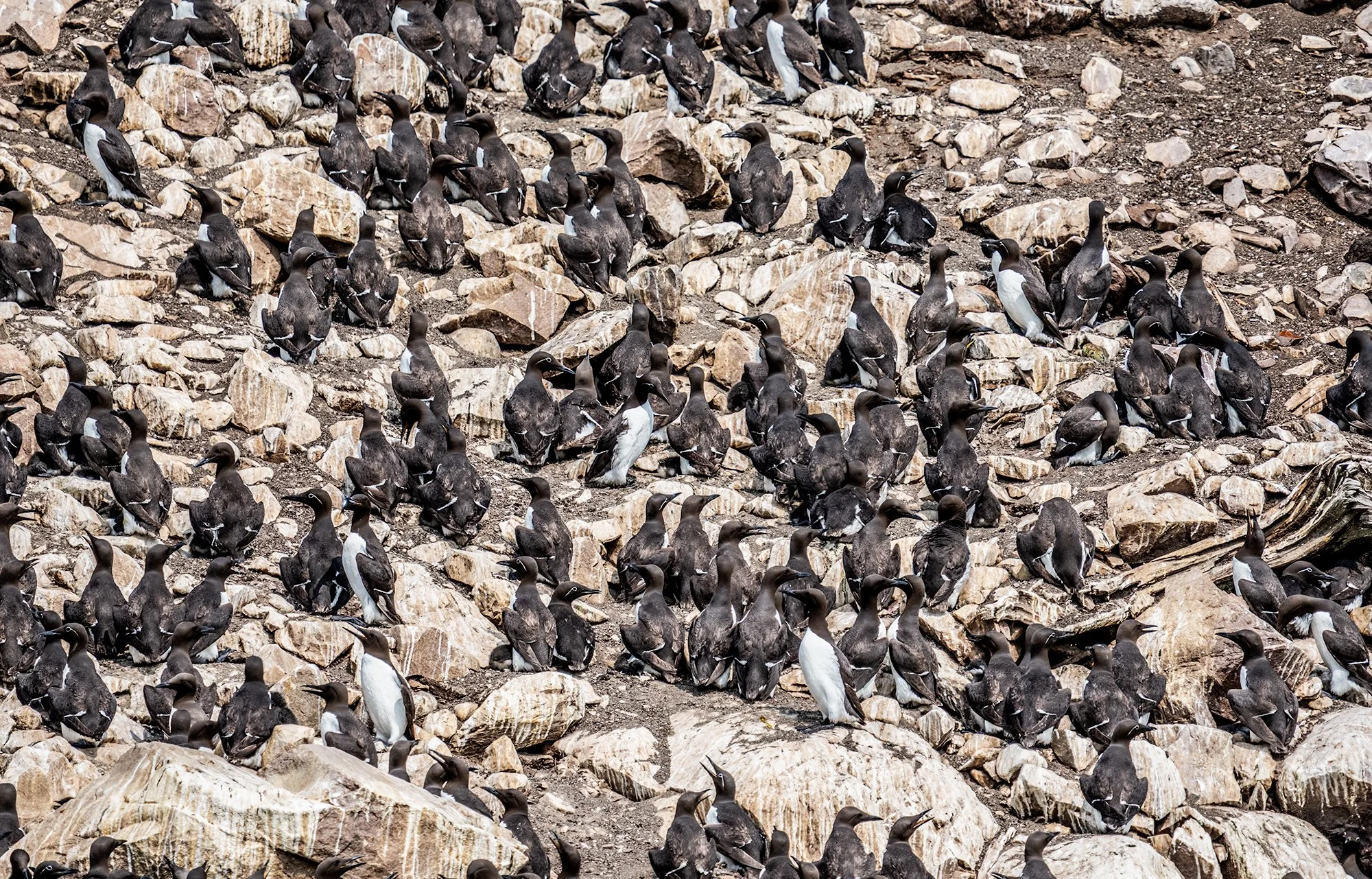 Witless Bay Murres.jpg