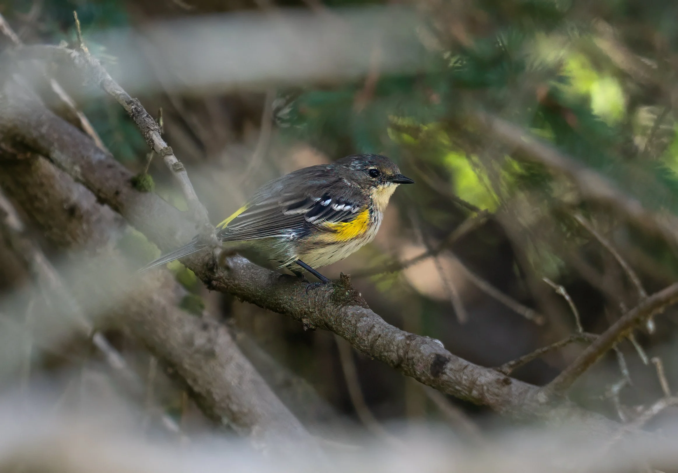 Coastal trail yellow-rumped warbler.jpg