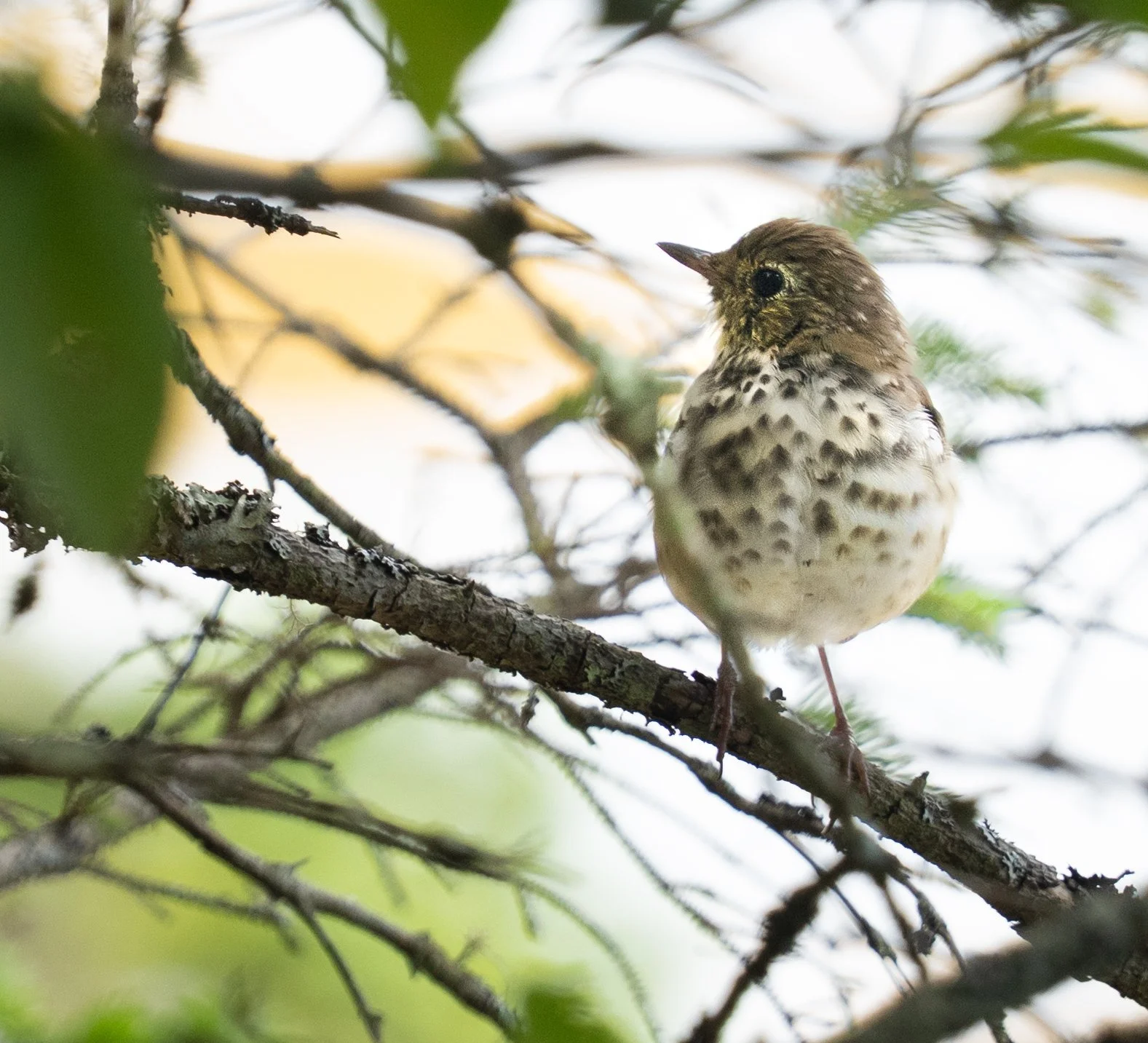 Thrush 