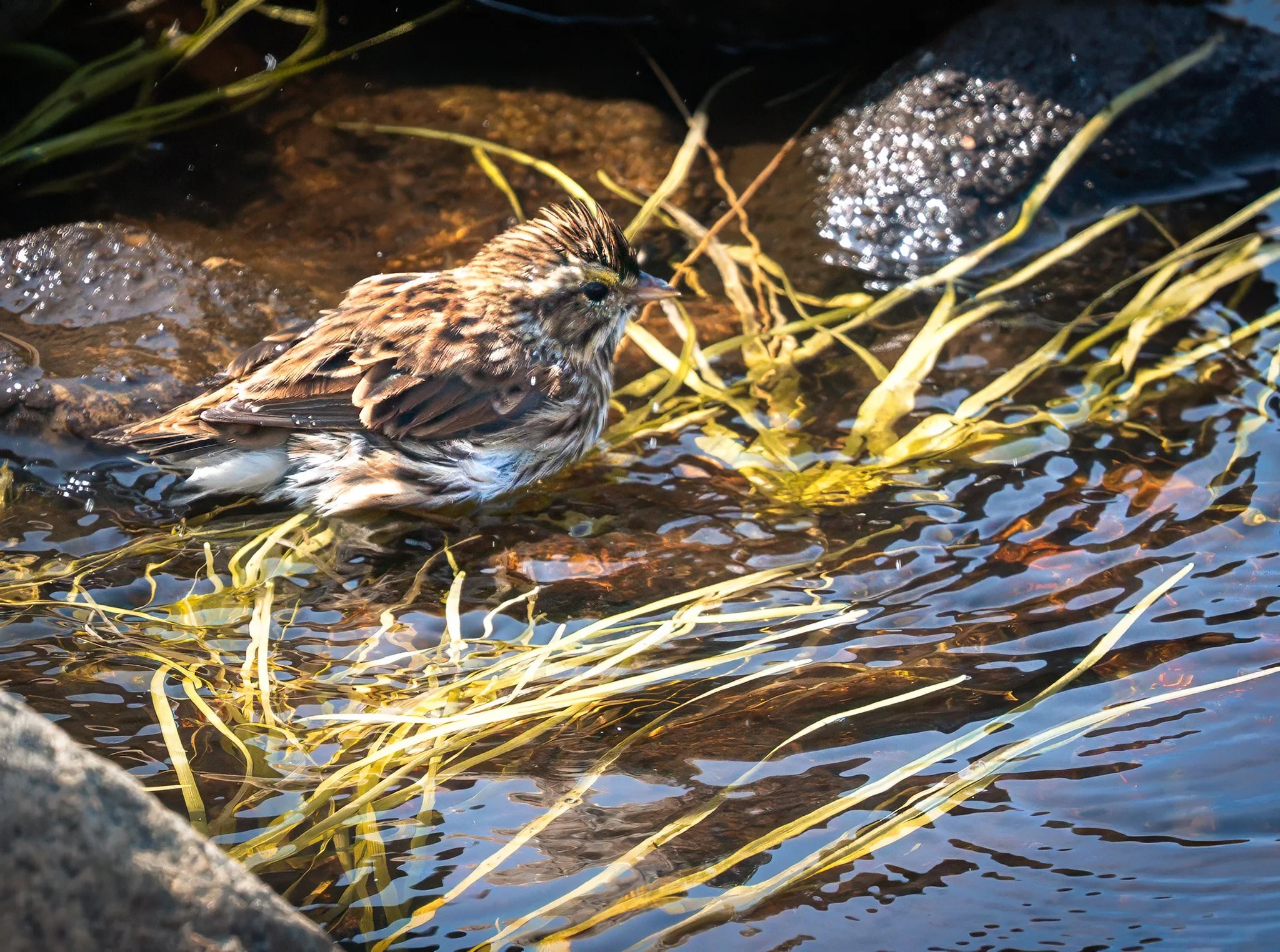 Coastal Trail Savannah Sparrow2.jpg