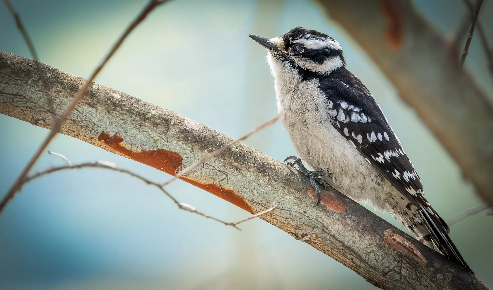 Downy Woodpecker 