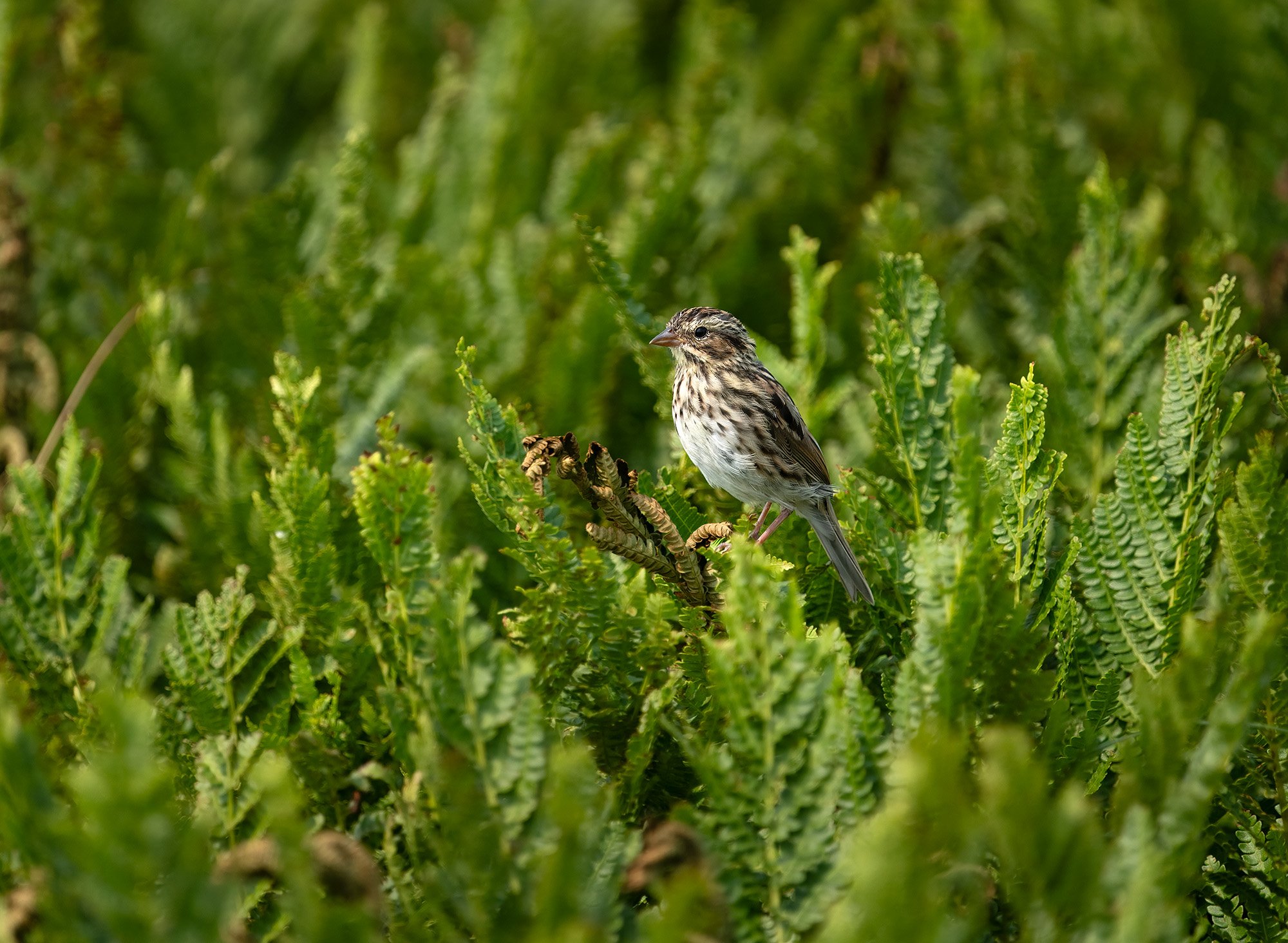 savannah sparrow.jpg