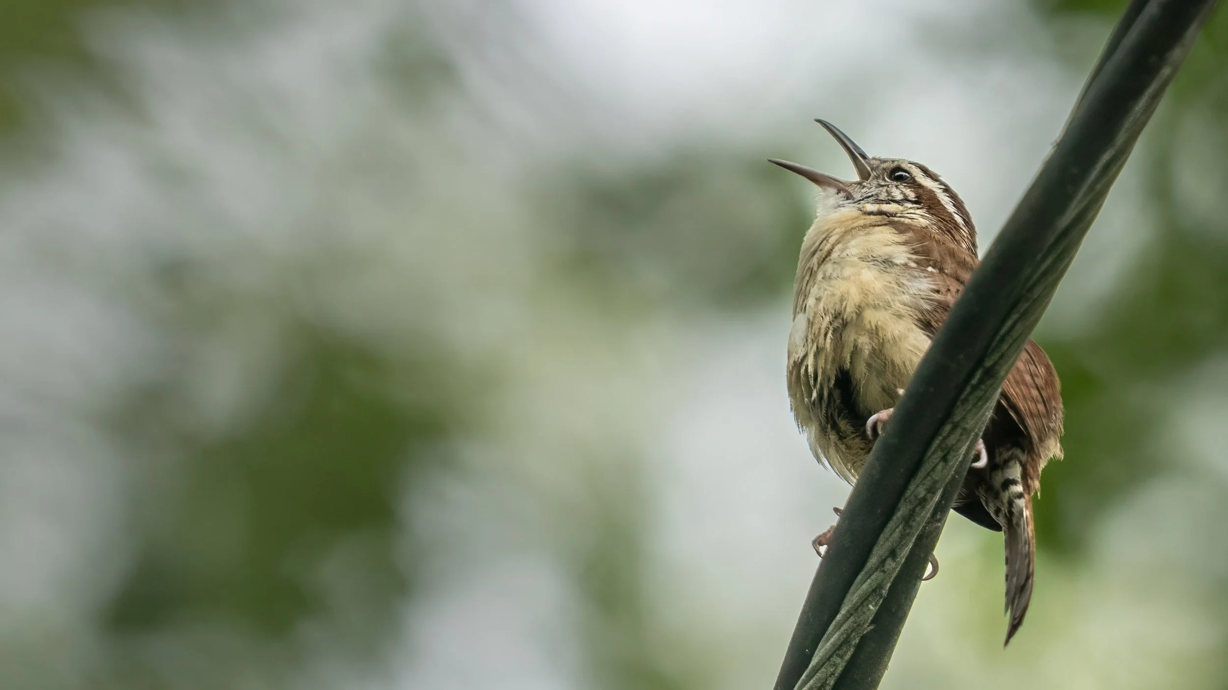 Carolina Wren