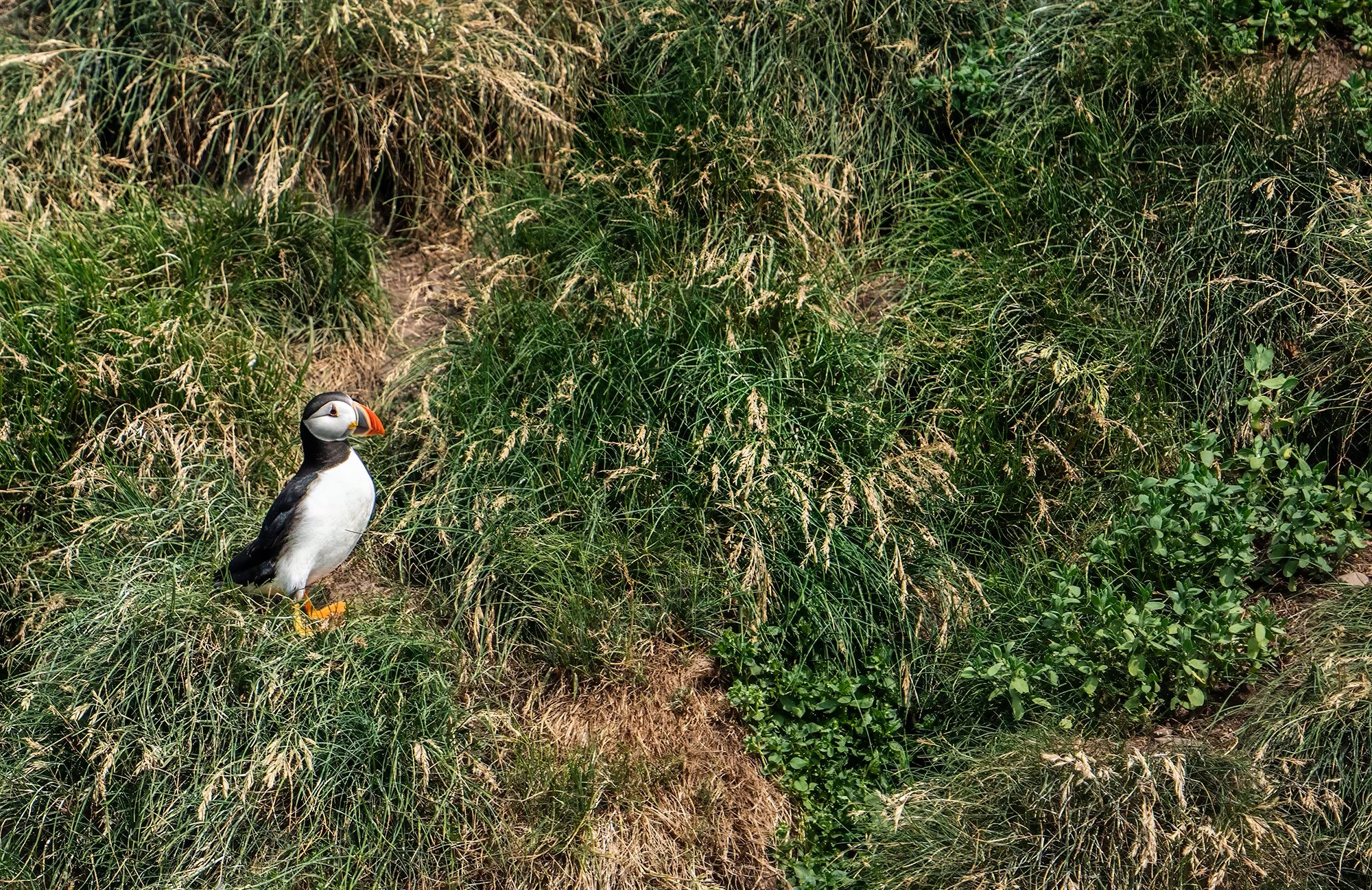 Witless Bay Puffin ws.jpg