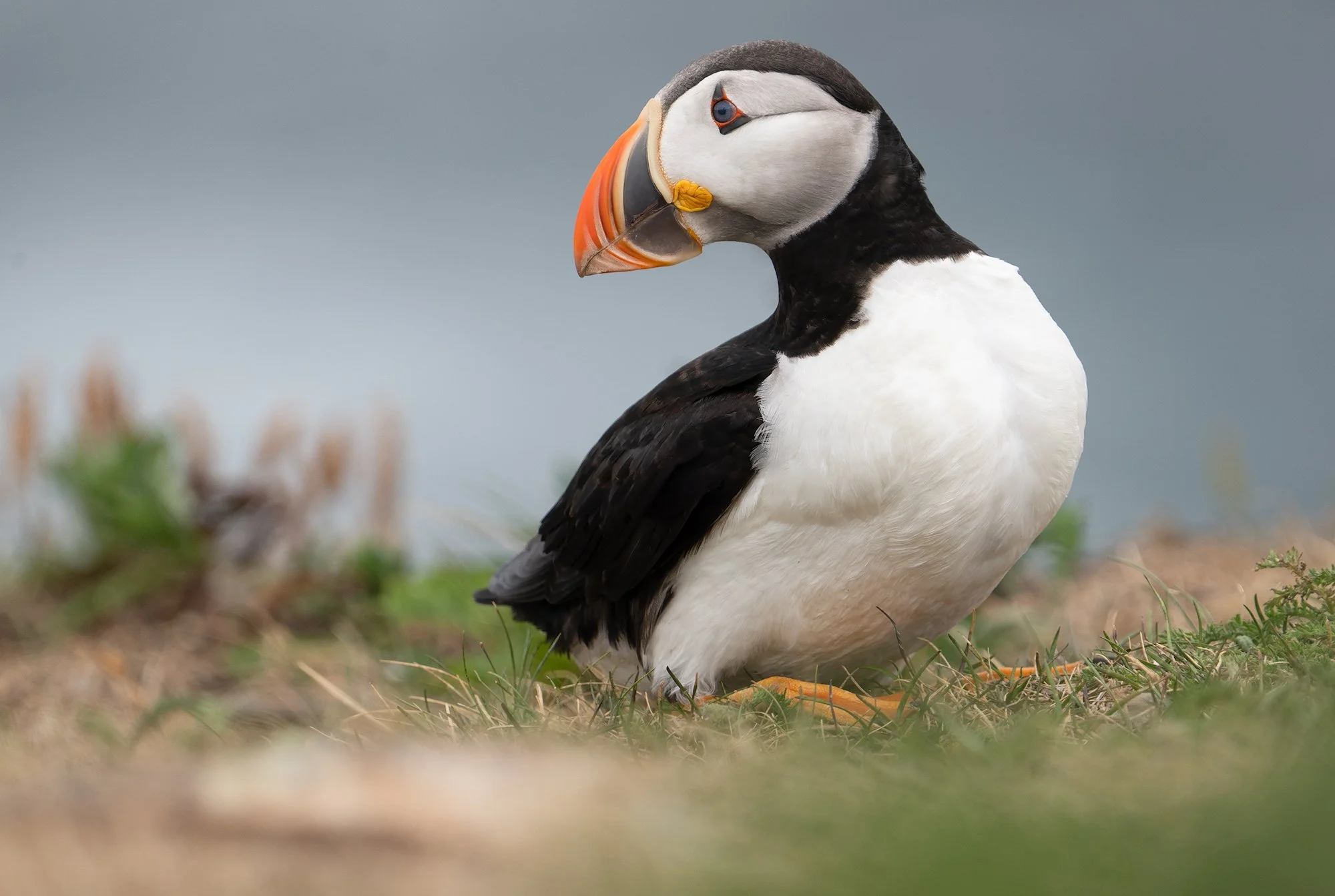 Elliston Puffin glance back.jpg