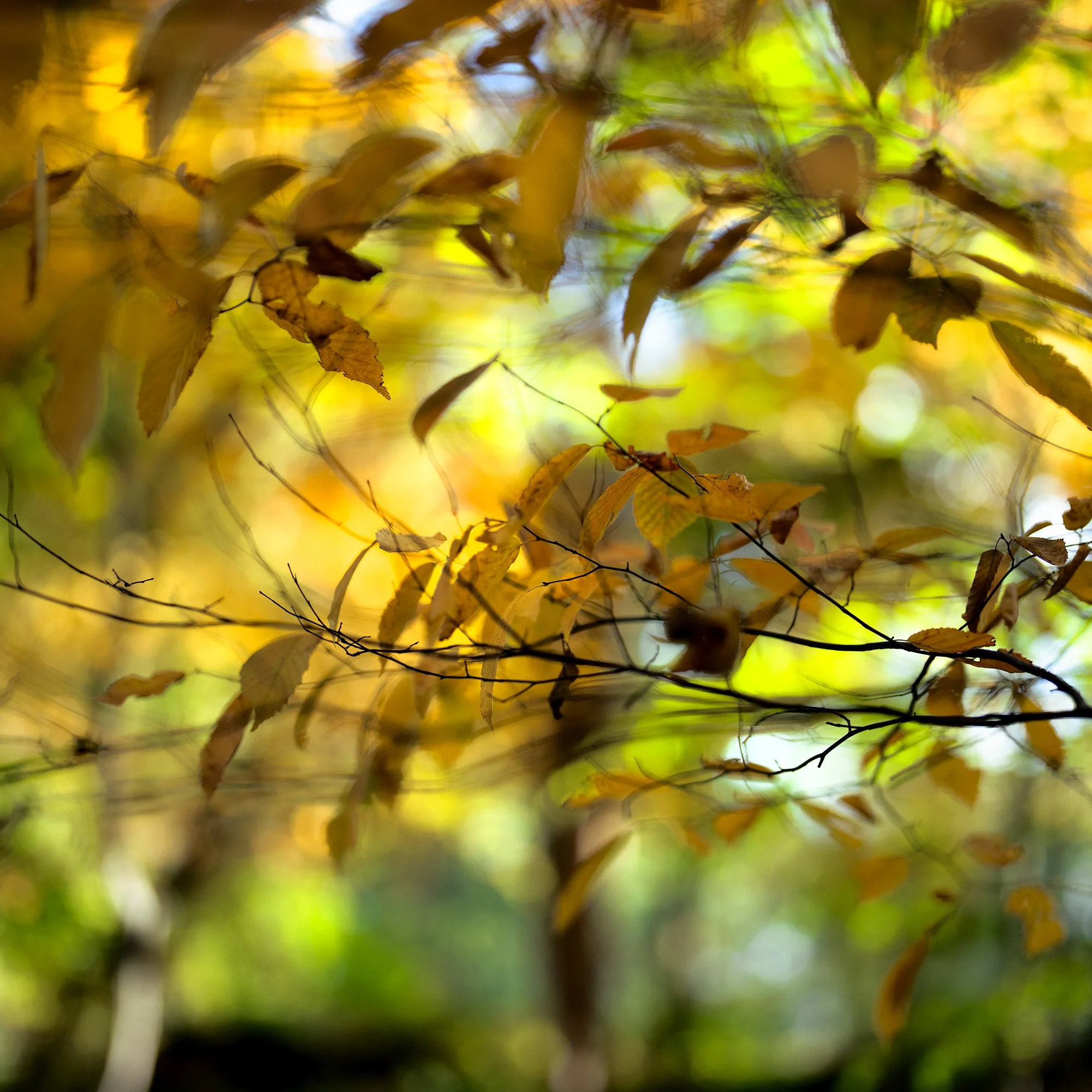 Palisades Rec leaves 7.jpg