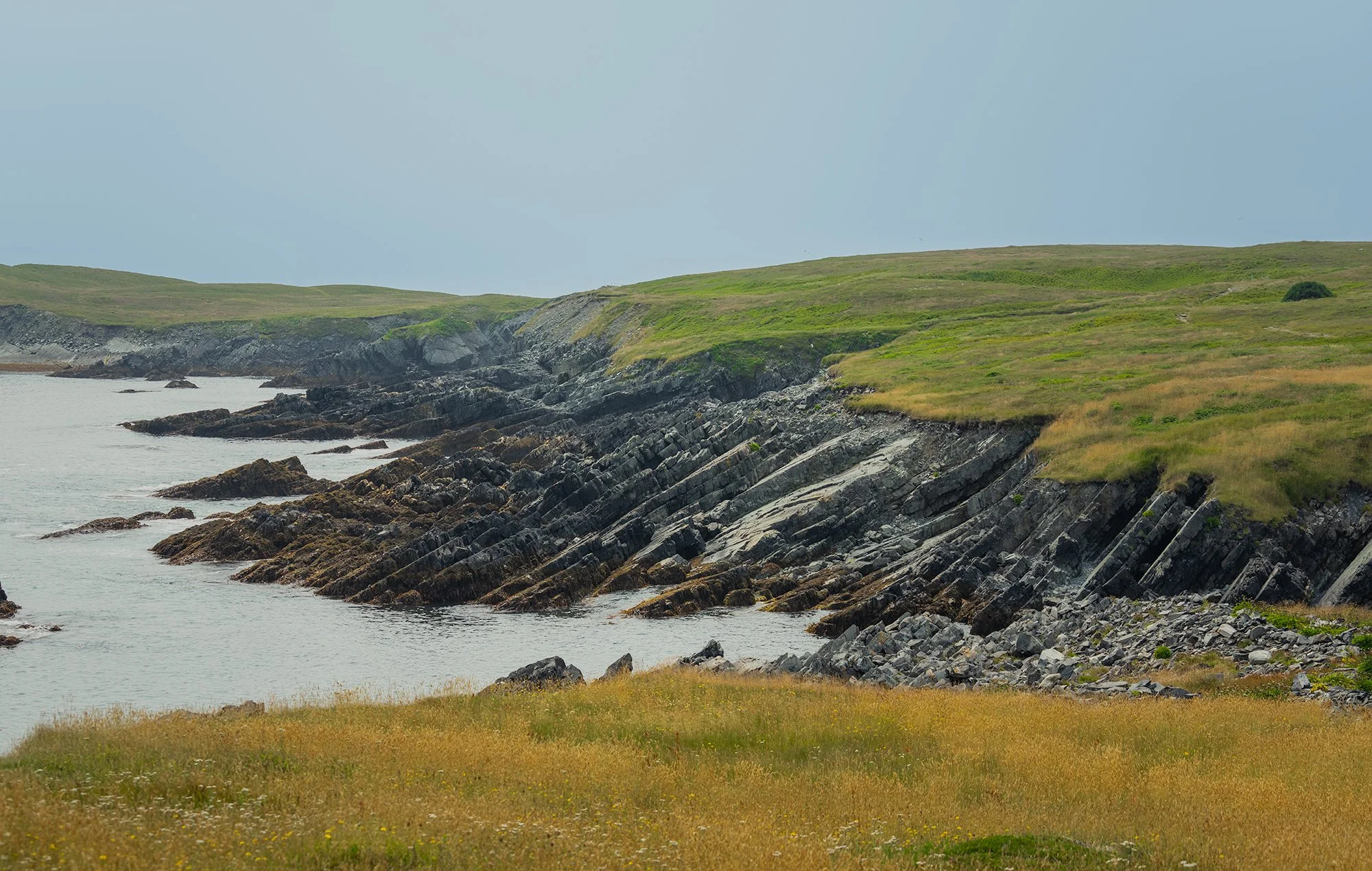 Mistaken Point establish.jpg