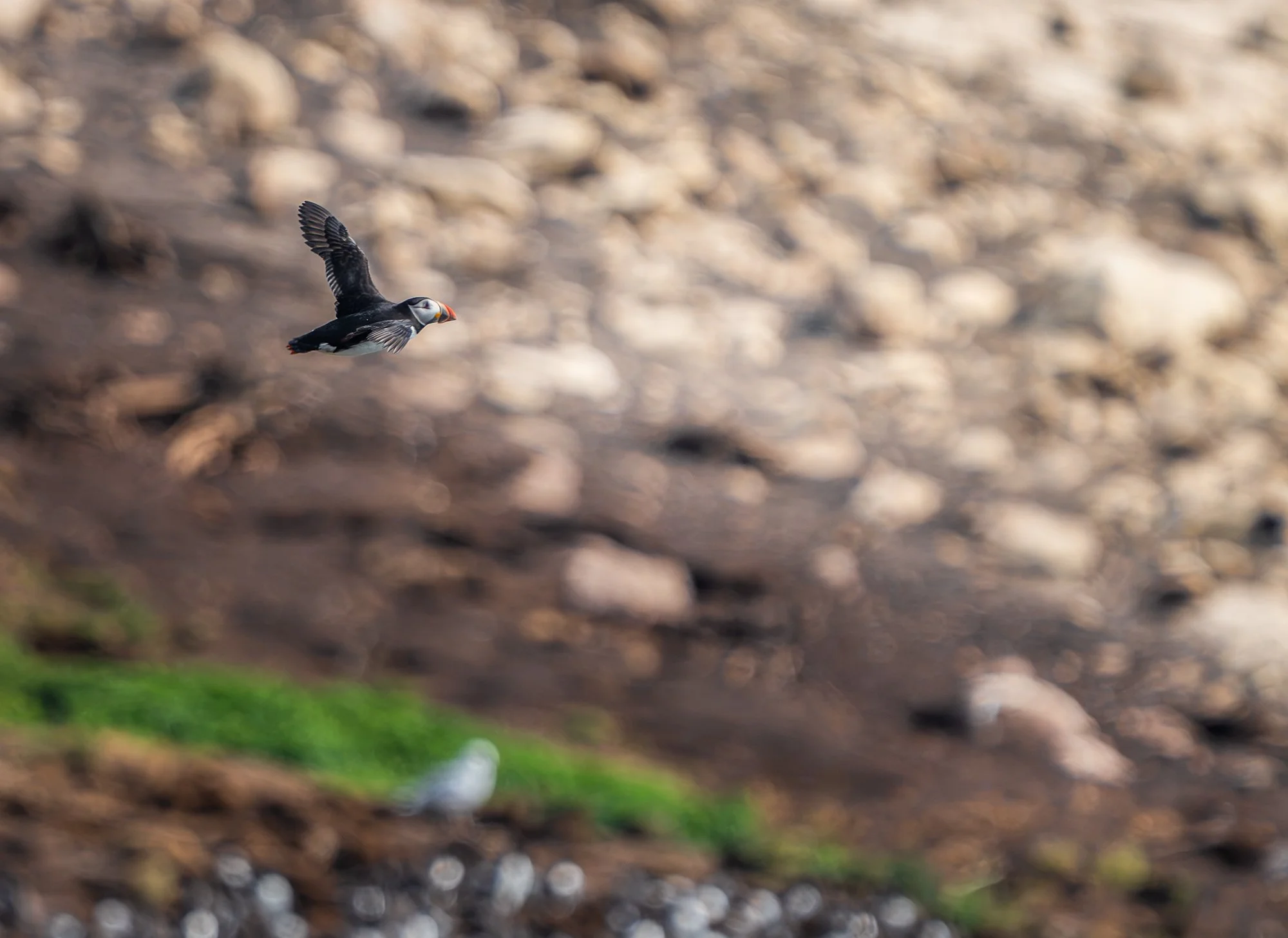 Witless Bay Puffin flying.jpg