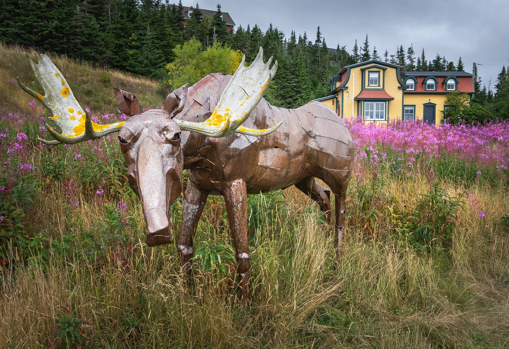Moose.jpg