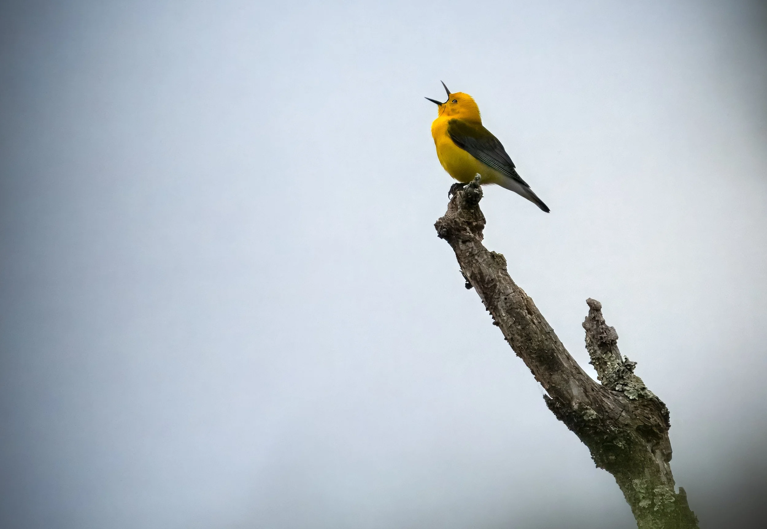prothonotary warbler.jpg