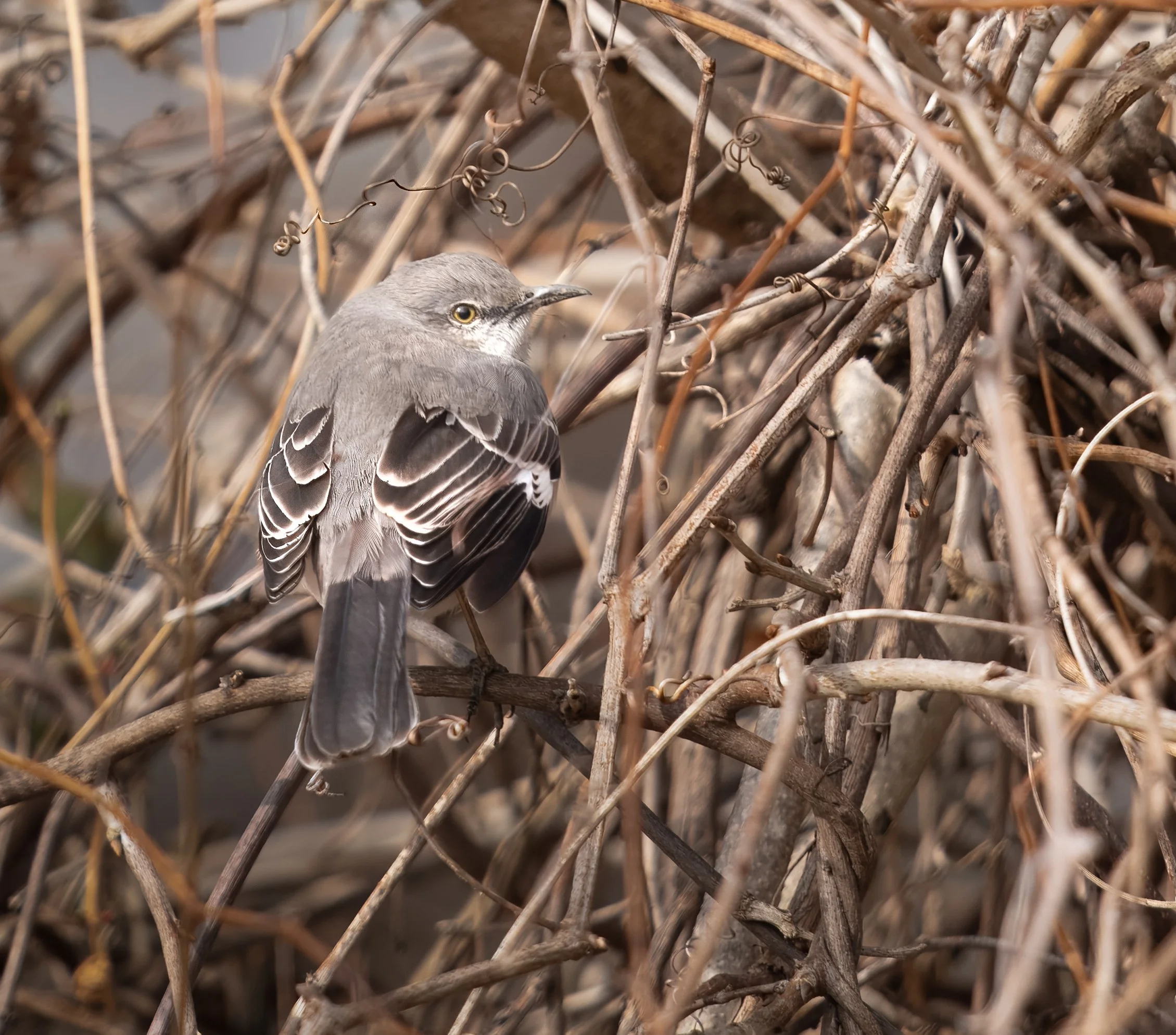Northern Mockingbird brush.jpg