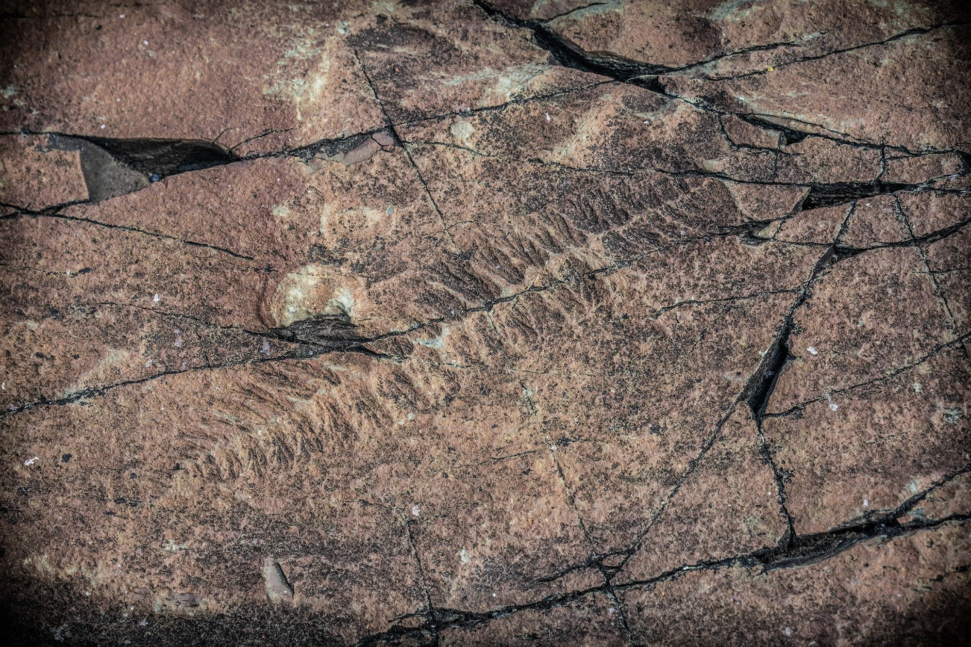 Mistaken Point fossils 2.jpg