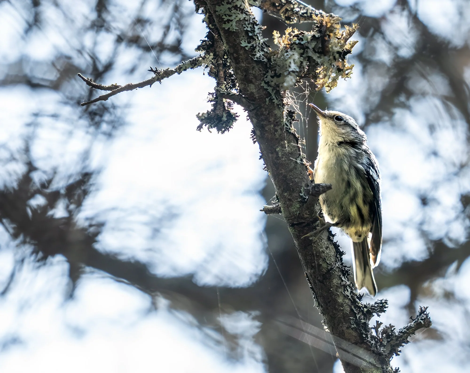 Coastal trail black & white warbler.jpg