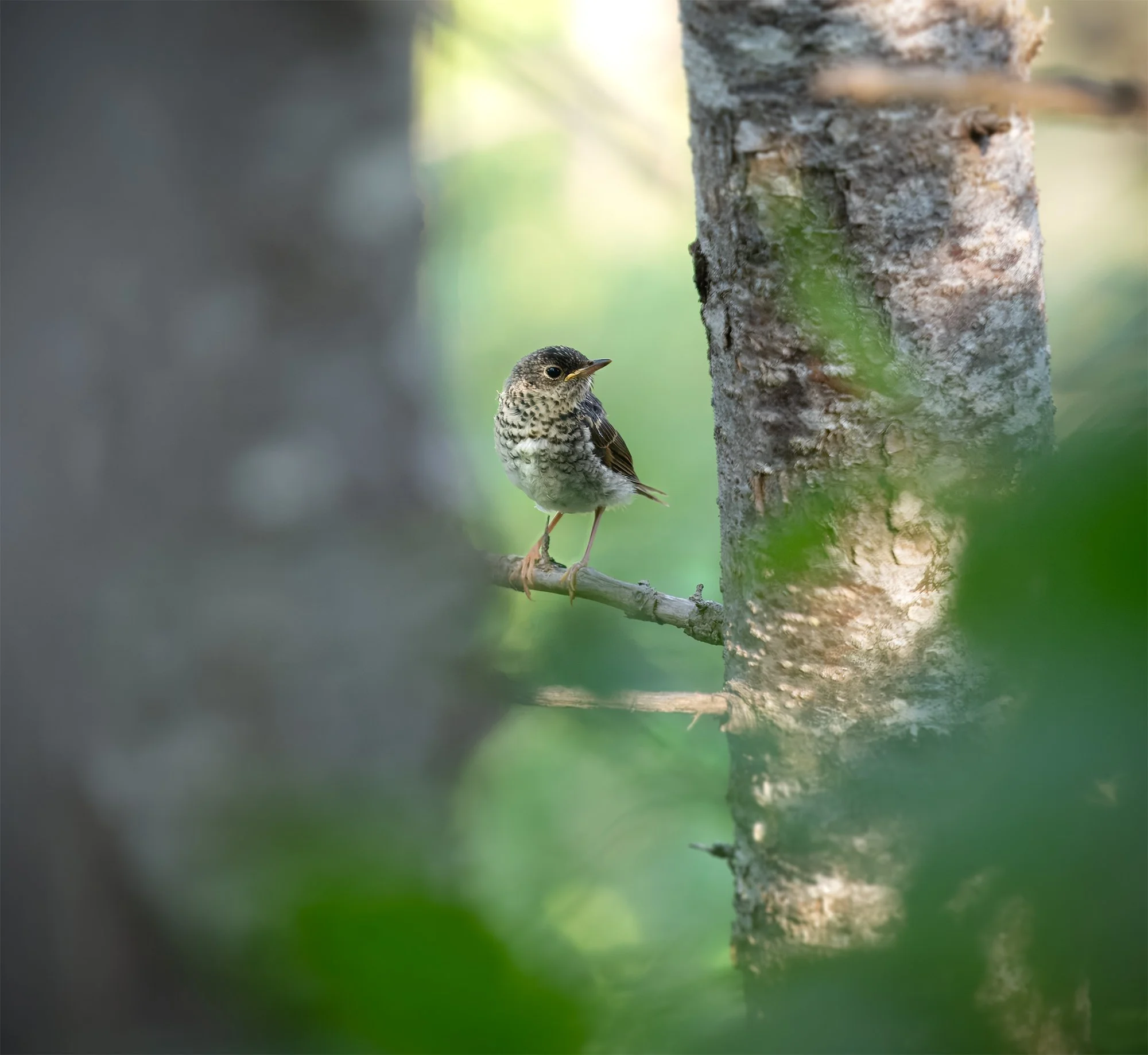 Gray-cheeked Thrush.jpg