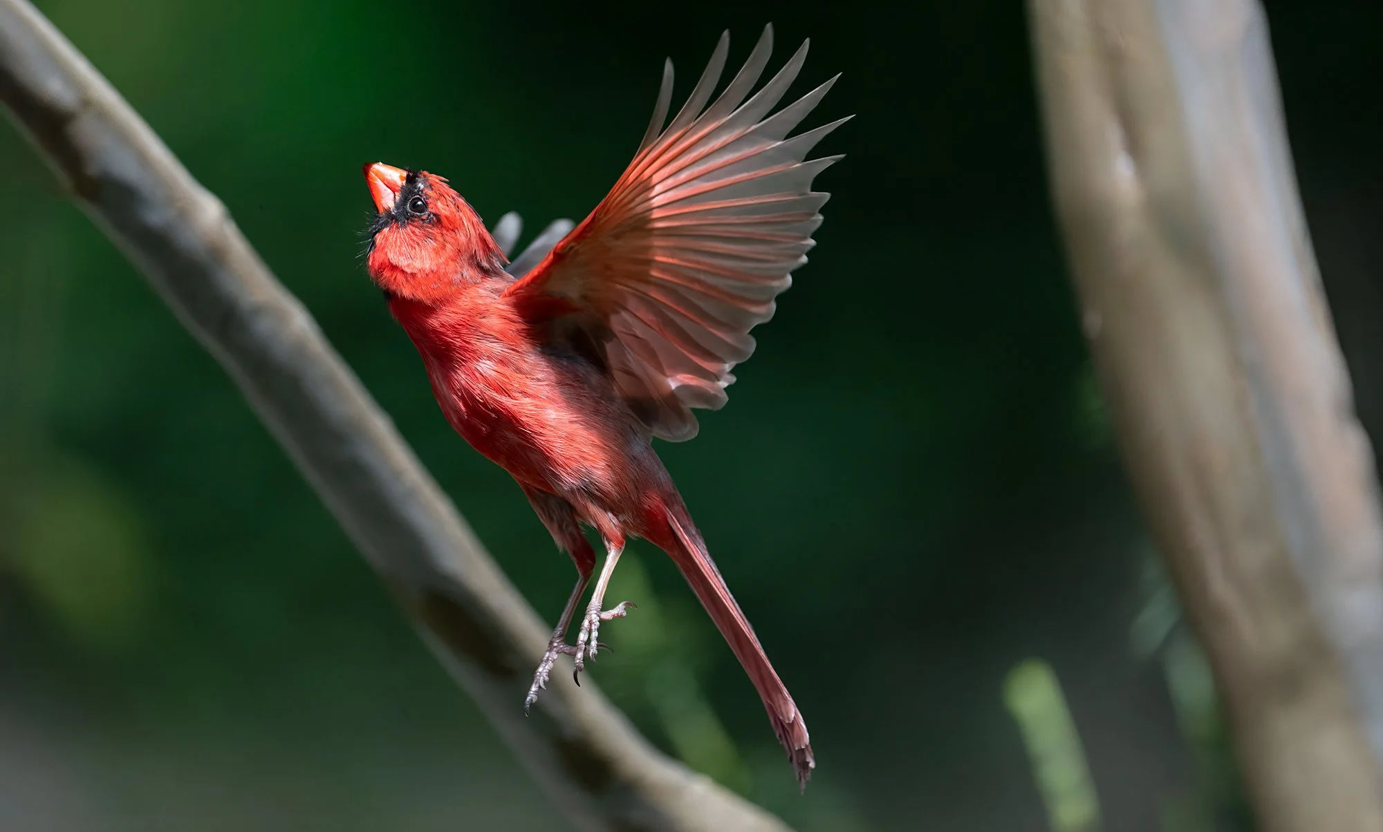 Cardinal