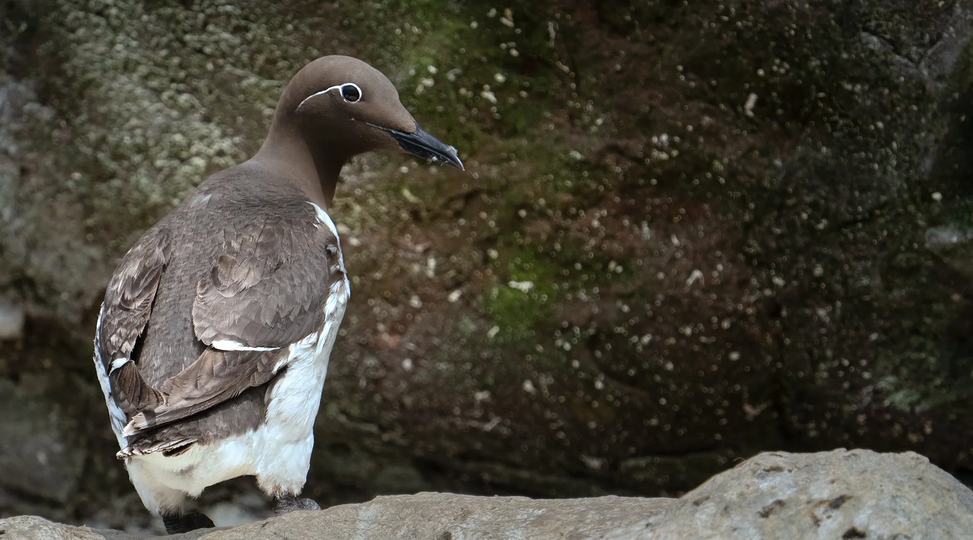 murre.jpg