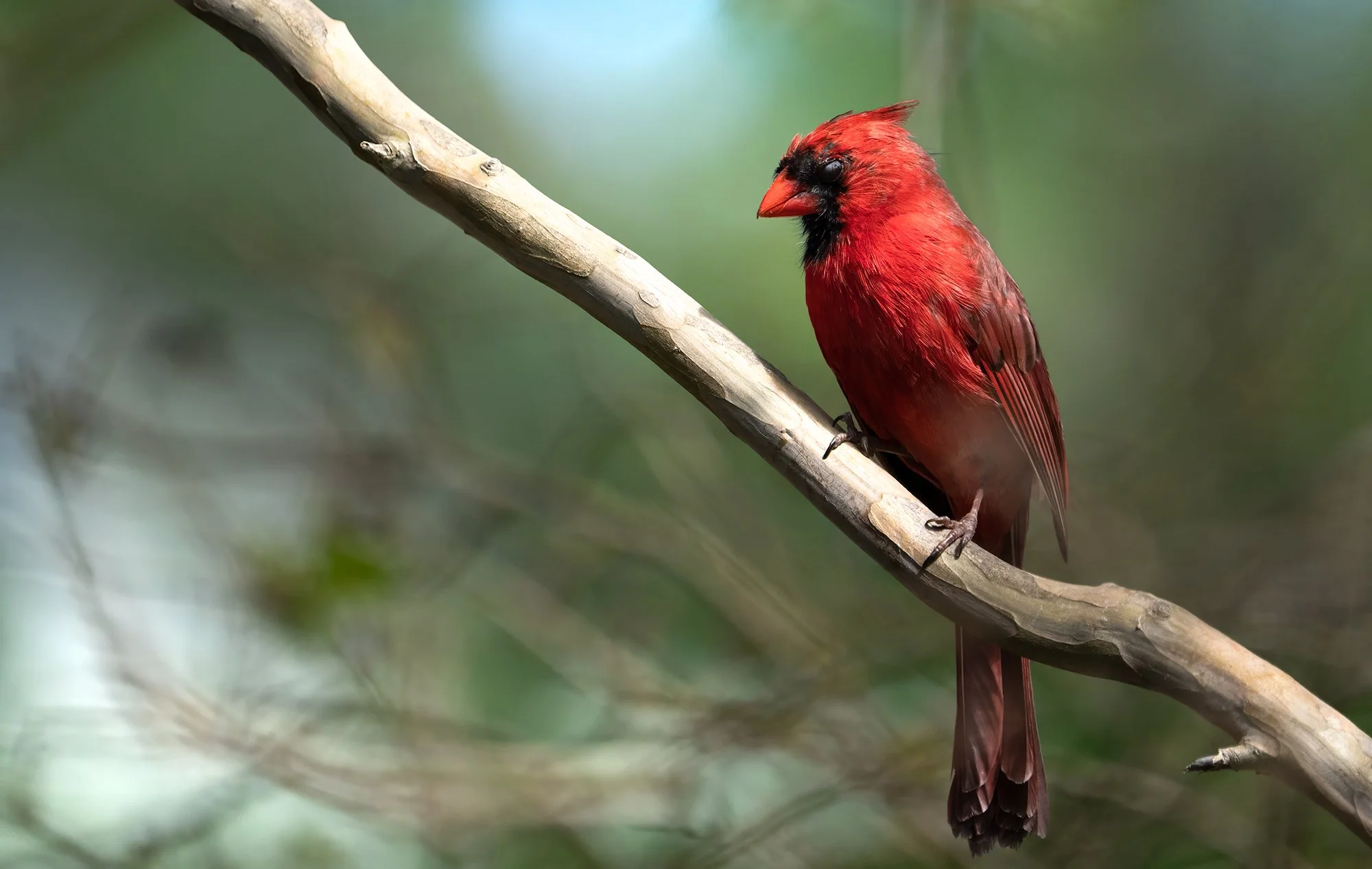 cardinal branch.jpg