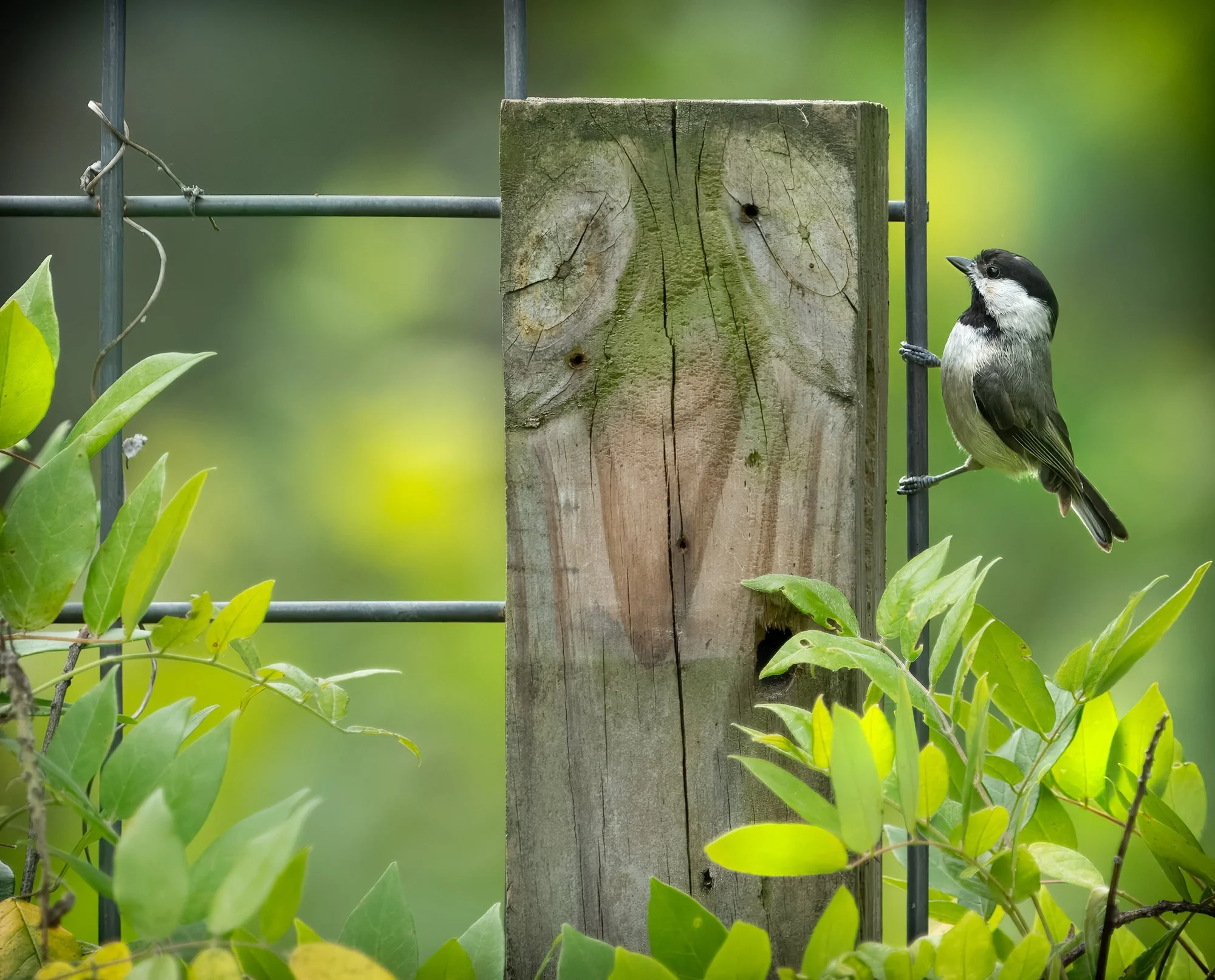 Carolina Chickadee