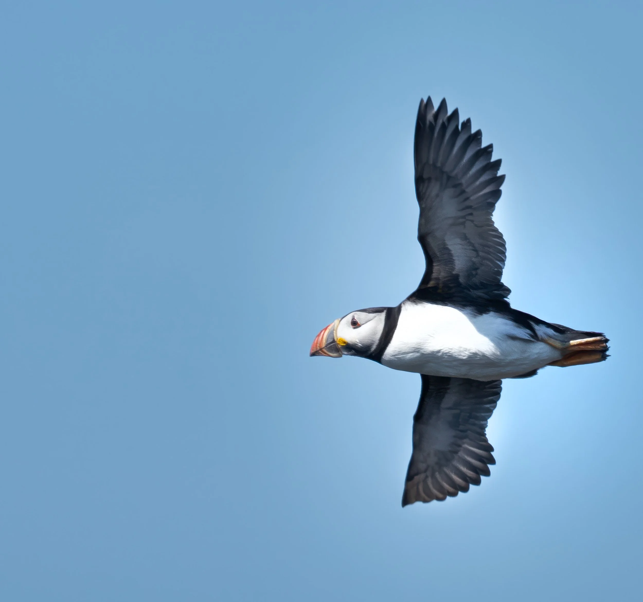 Puffin flies.jpg