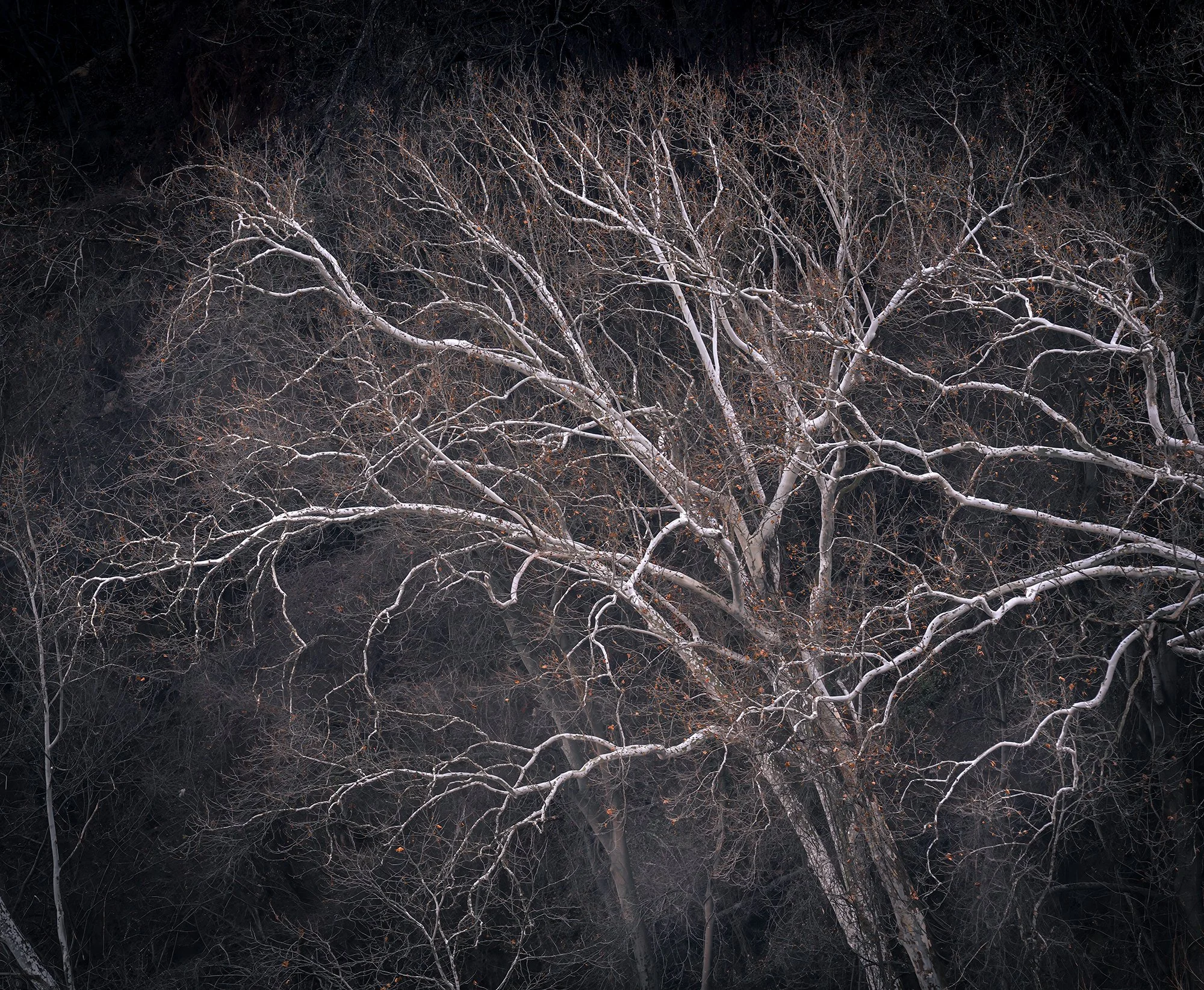 Sycamores Potomac Jan 5.jpg