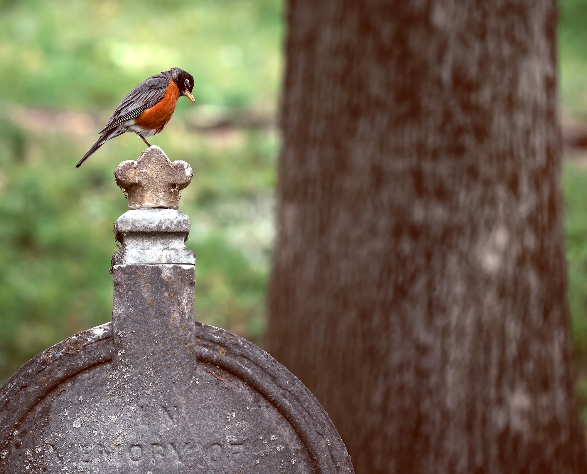Oak Hill CEmetery Robin.jpg