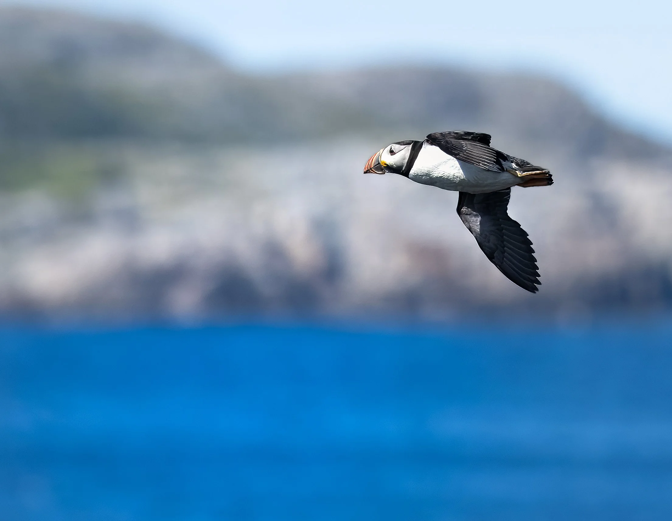 Puffin flying coast.jpg