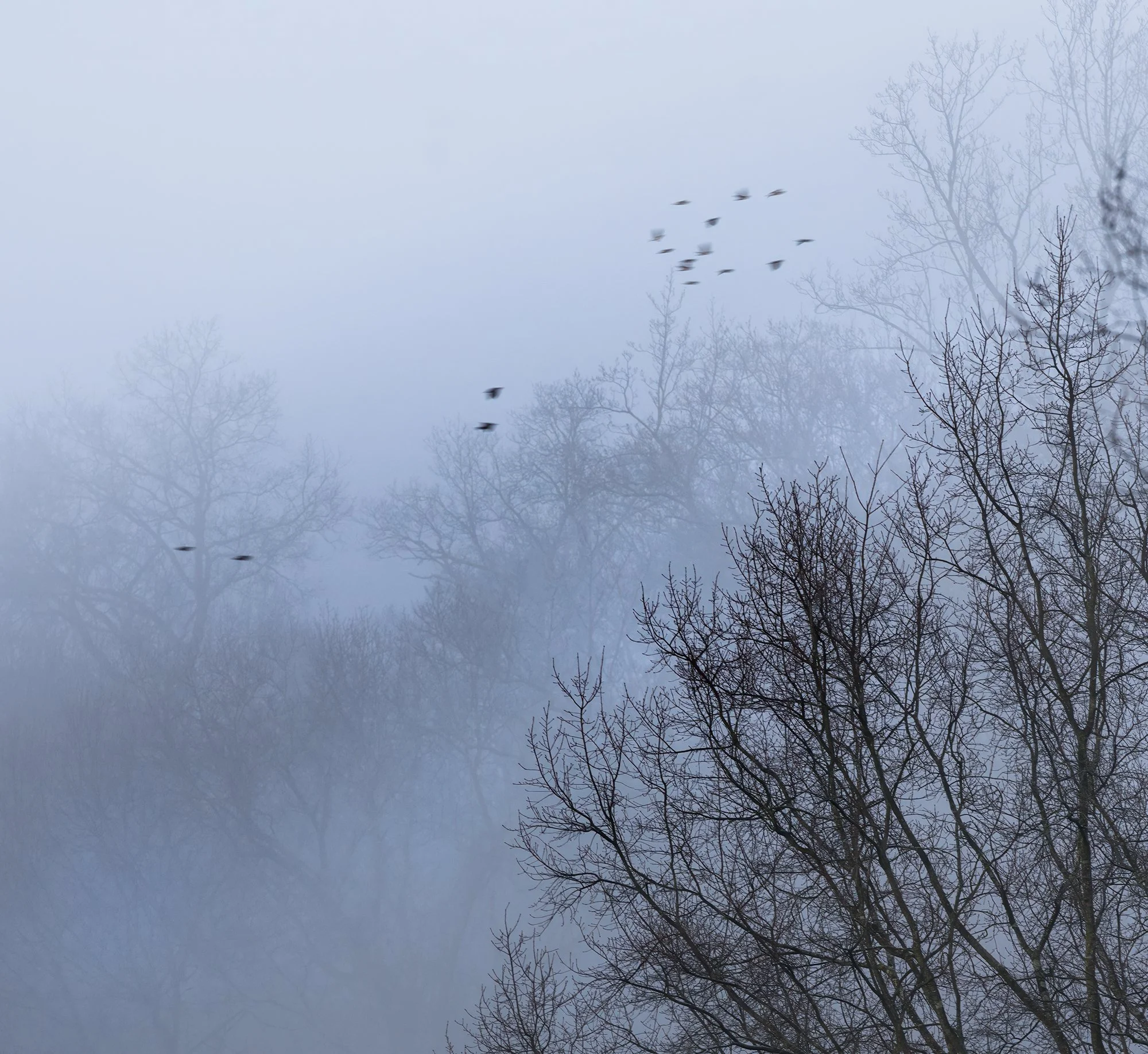 Palisades fog birds.jpg