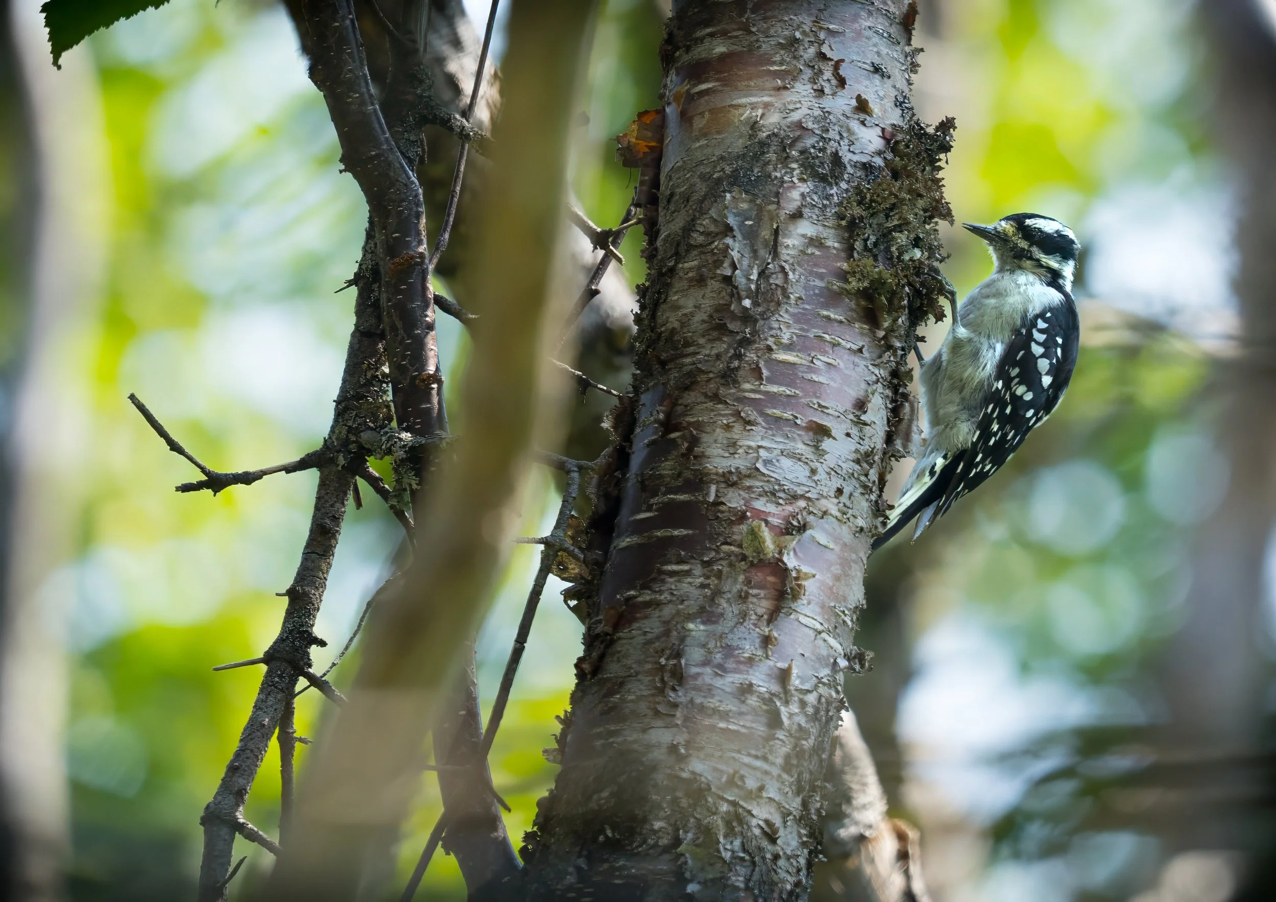 coastal trail downy woodpecker.jpg