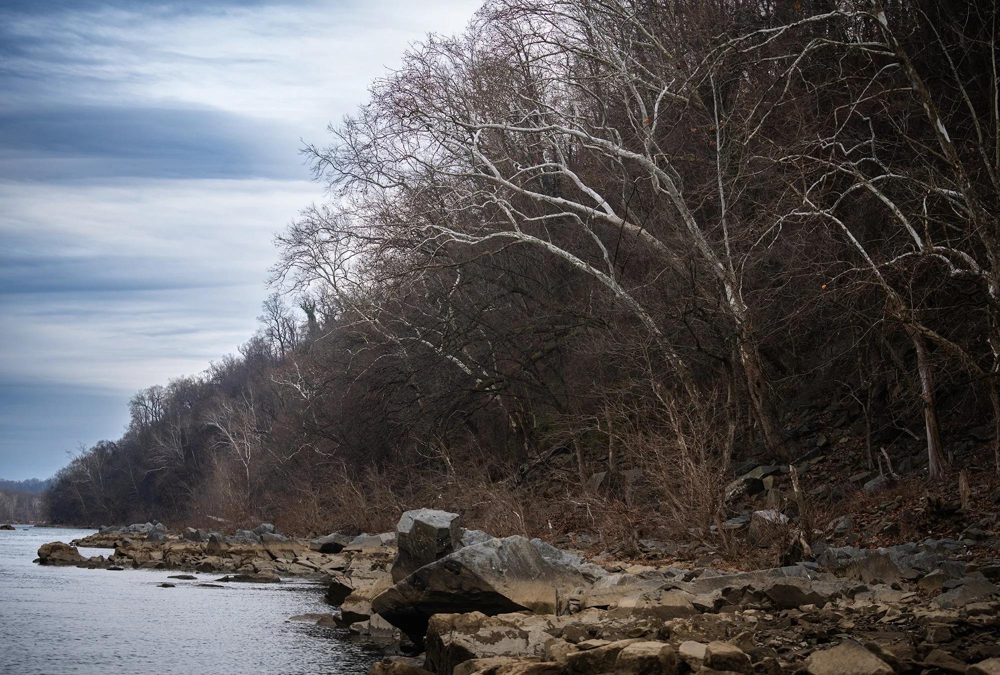 Sycamores with Potomac.jpg