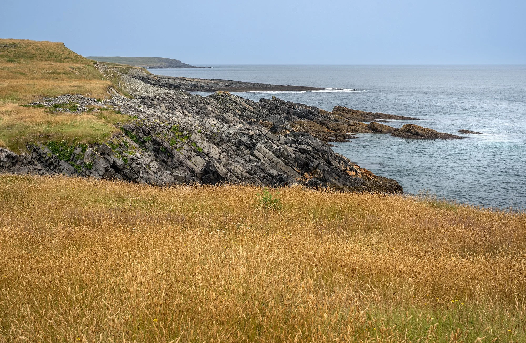 Mistaken Point coast.jpg