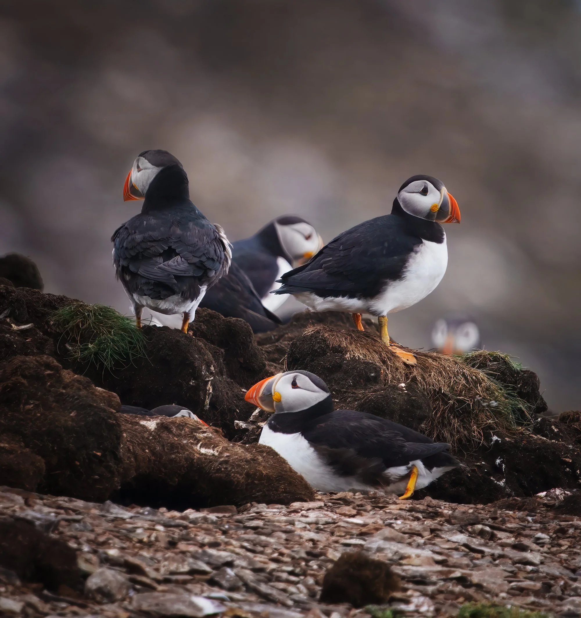 Elliston Puffin group.jpg