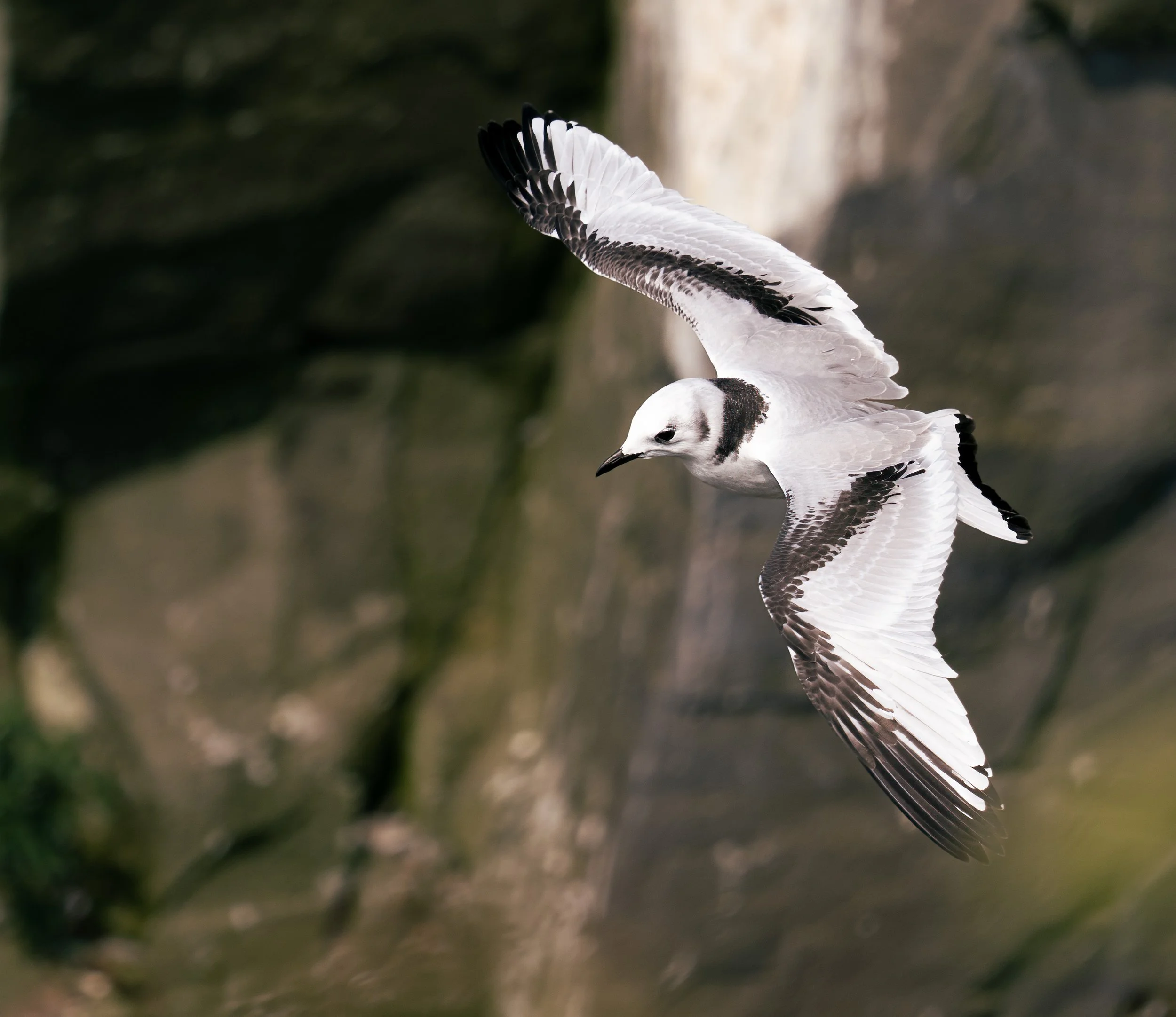 Kittiwake