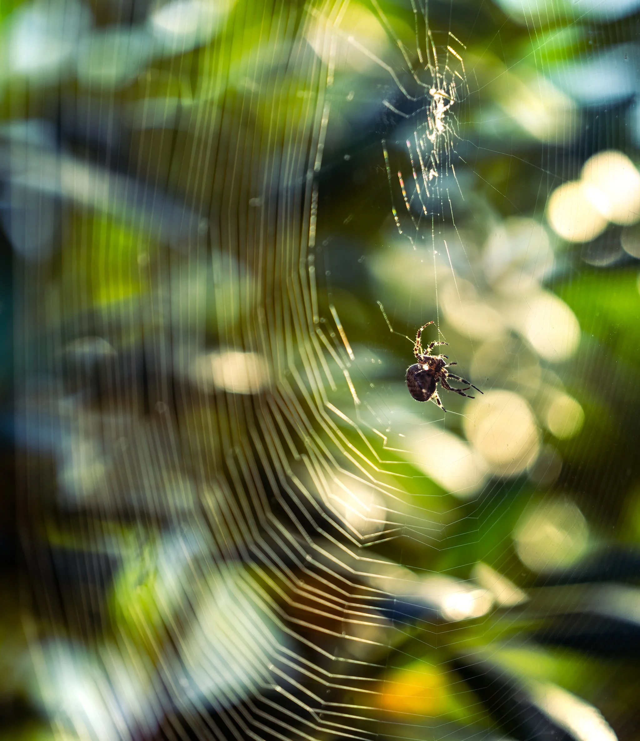 spider web sunshine FB.jpg