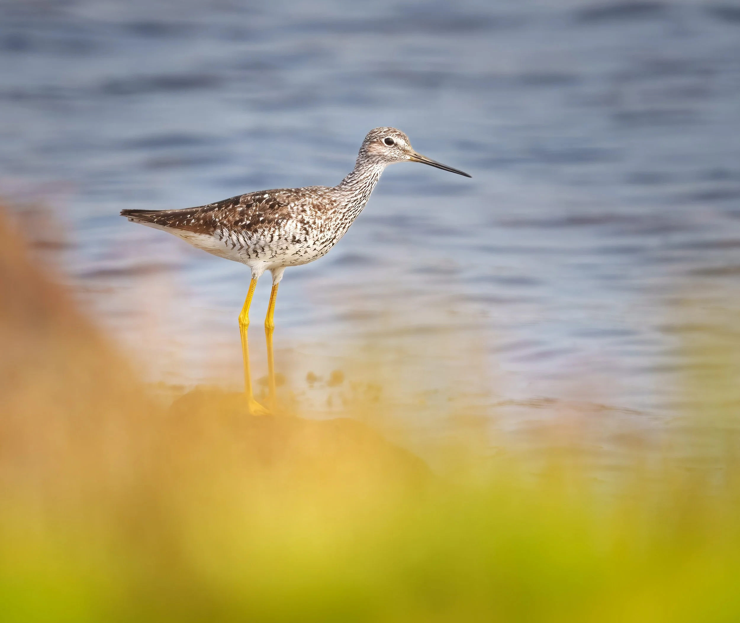 Greater Yellowlegs.jpg