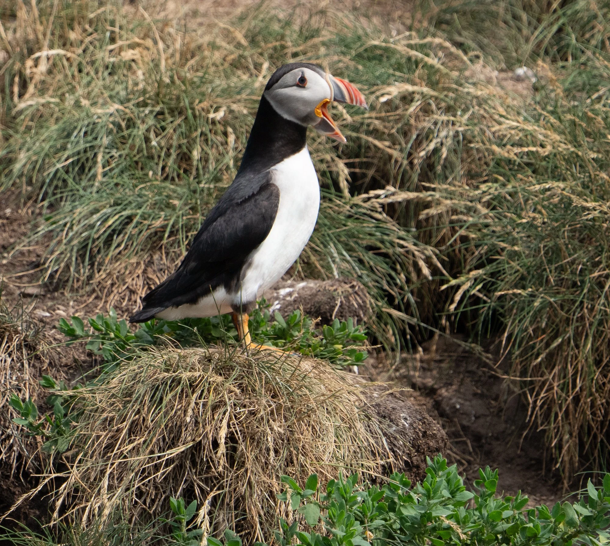 Witless Bay Puffin land.jpg