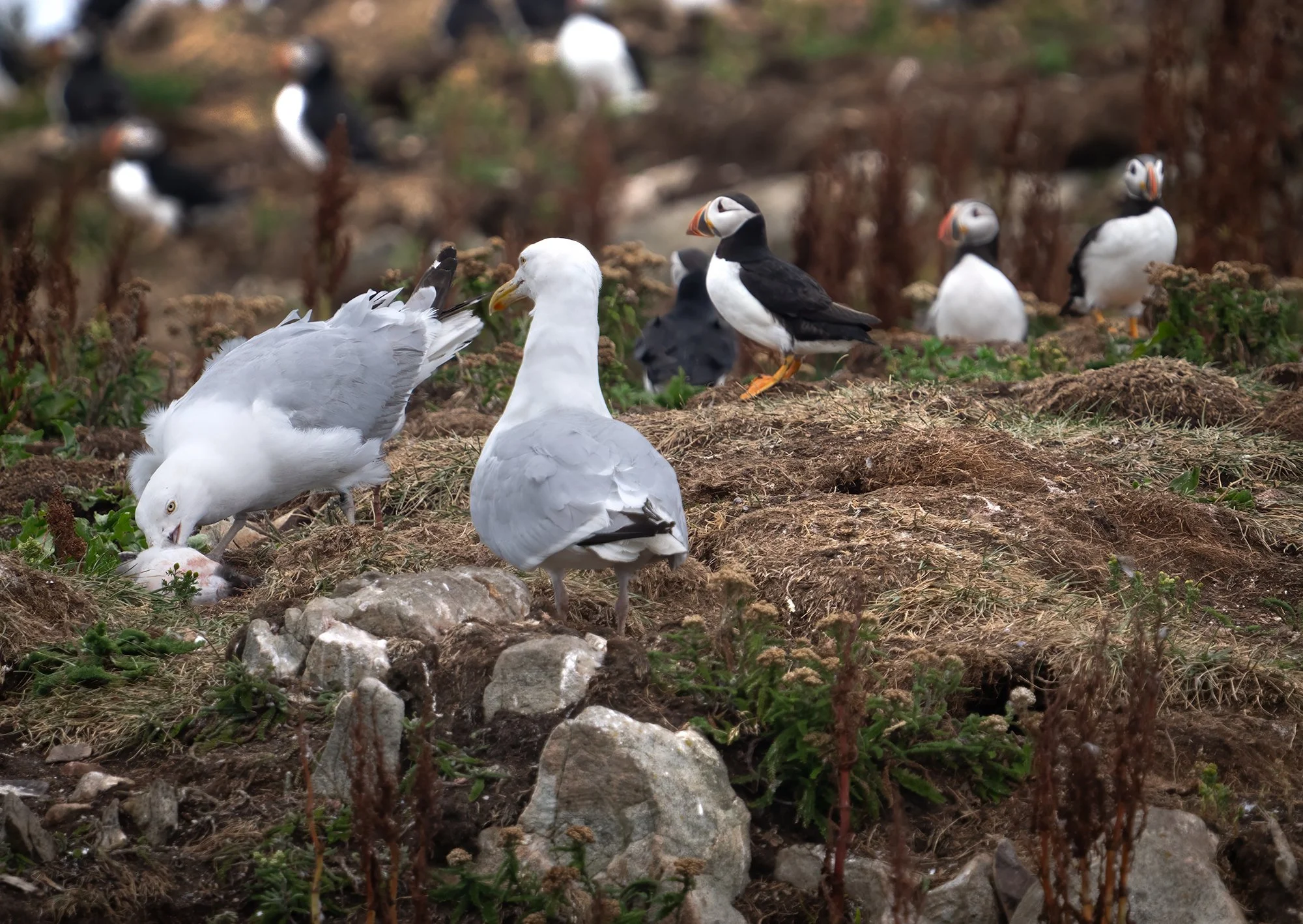 Gull island 