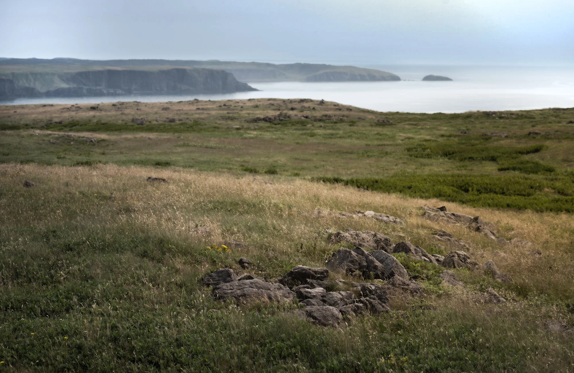 Mistaken Point landscape.jpg