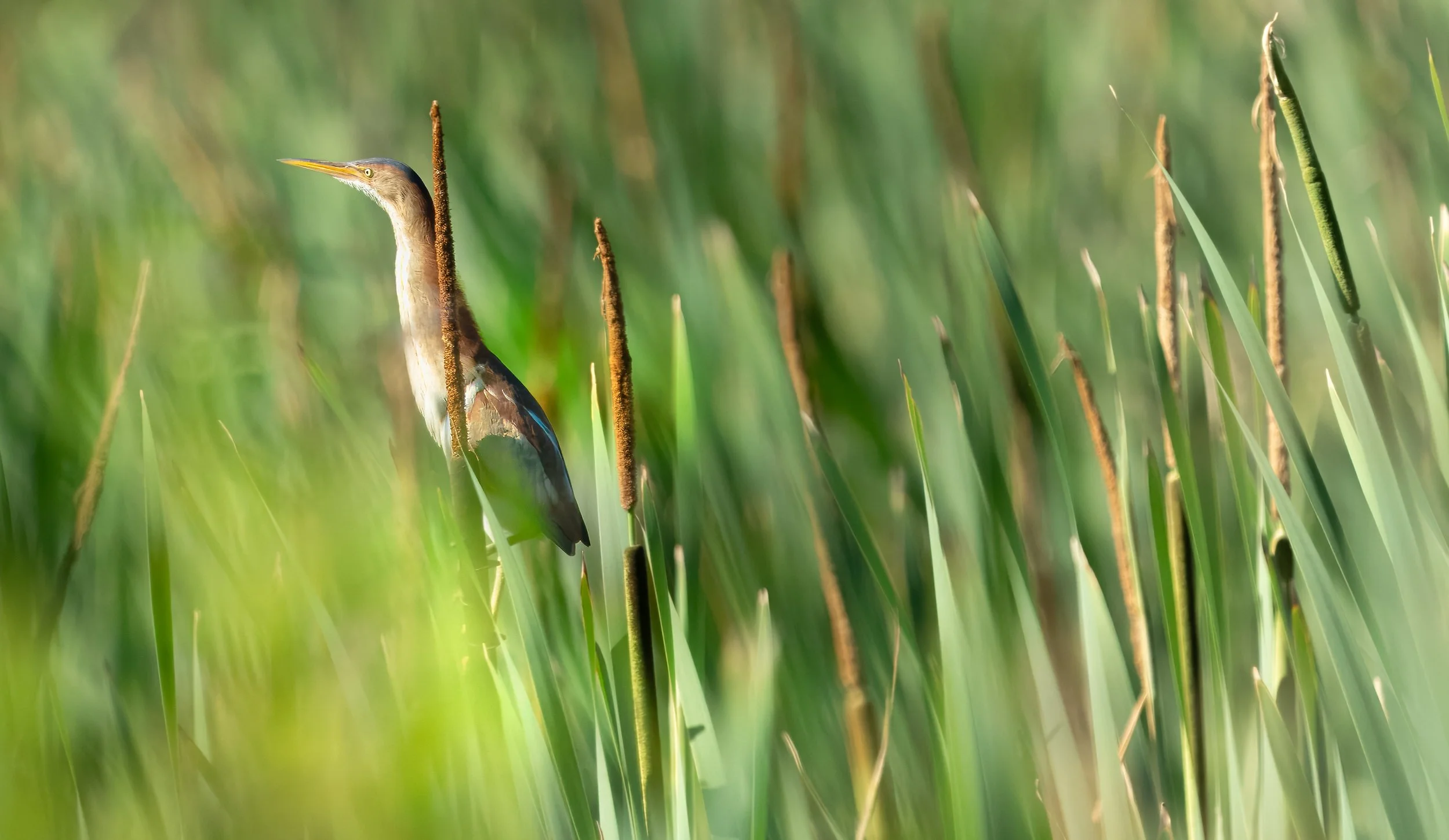 Least Bittern 