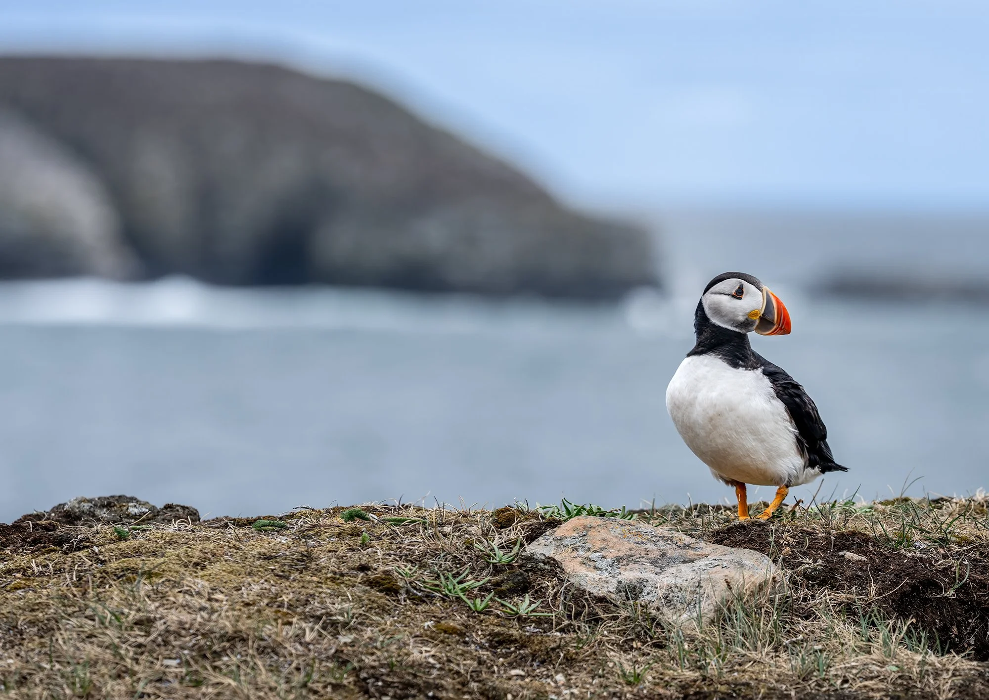 Elliston Puffin cliffs.jpg