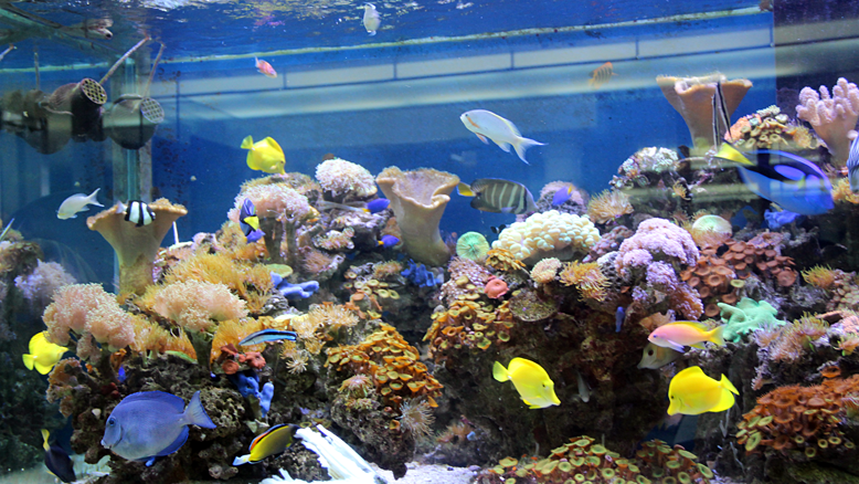 w2 salon aquarium