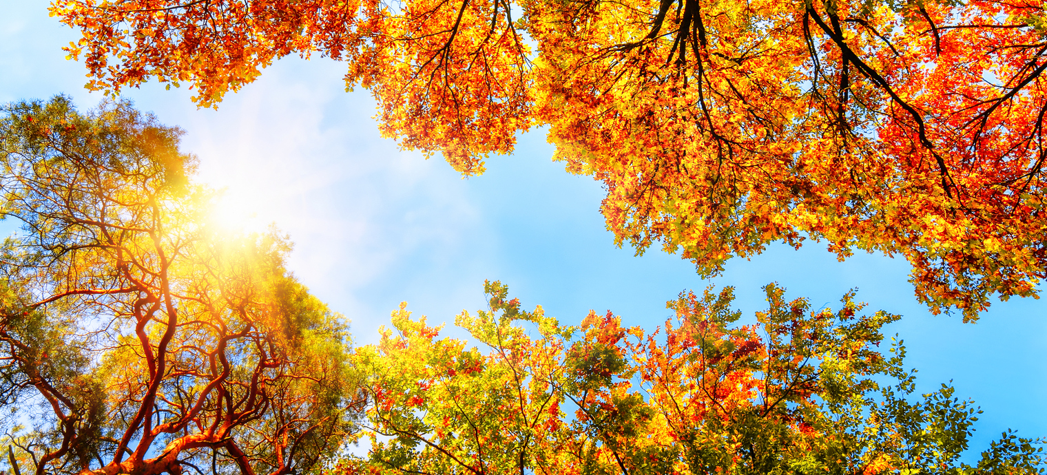 Photo by Smileus/iStock / Getty Images