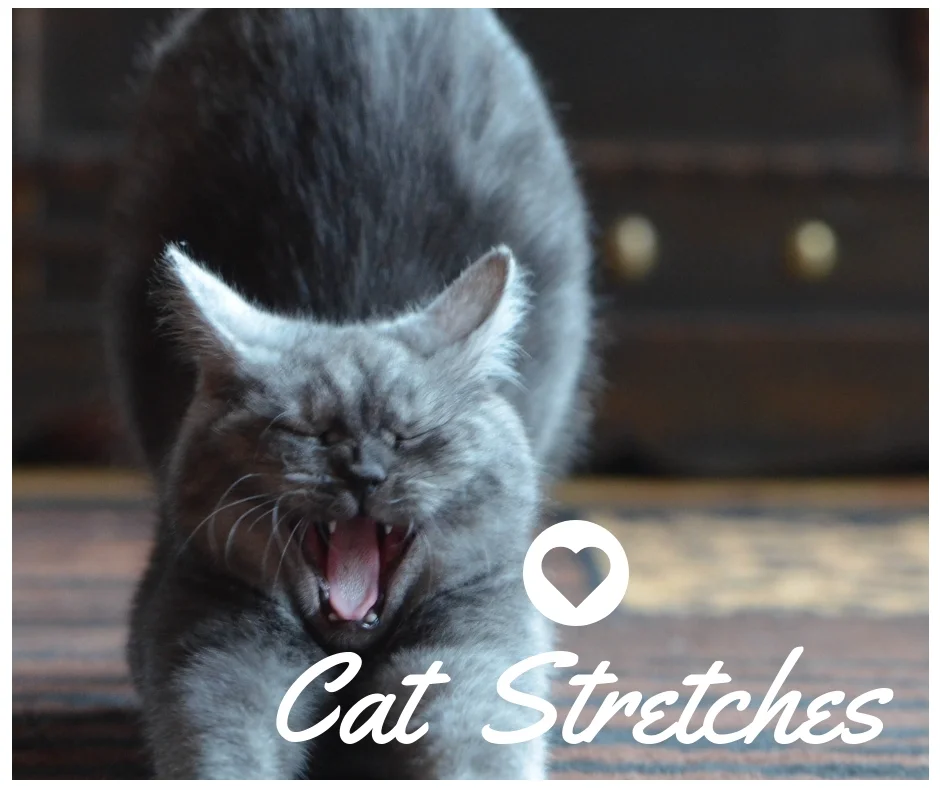 cat stretches.jpg
