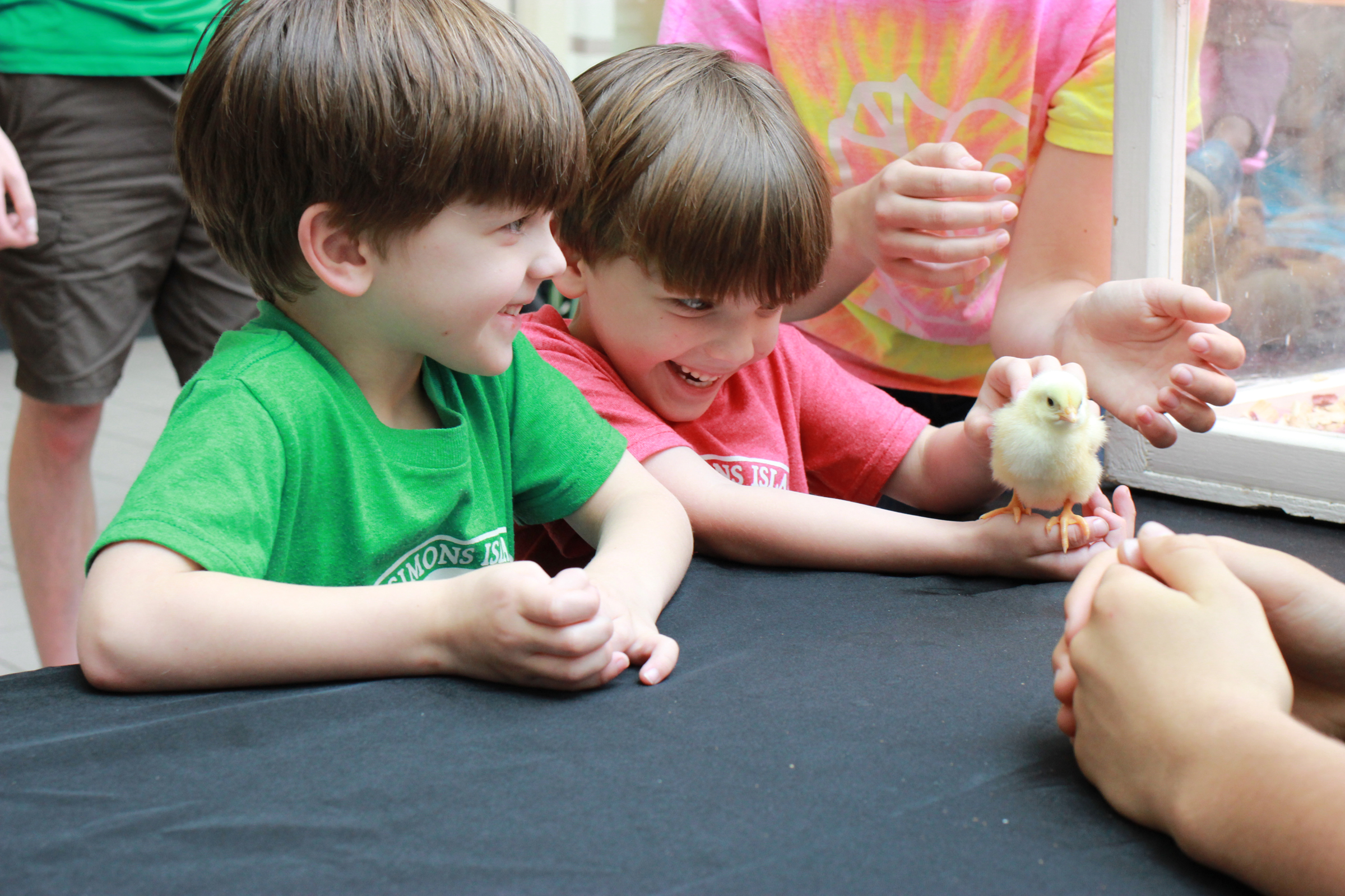  Excited kids meet a baby chicken in April 2015 during a pre-Easter event at Savannah's Oglethorpe Mall that was sponsored by the University of Georgia. &nbsp;(Dash Coleman/Savannah Morning News) &nbsp; 