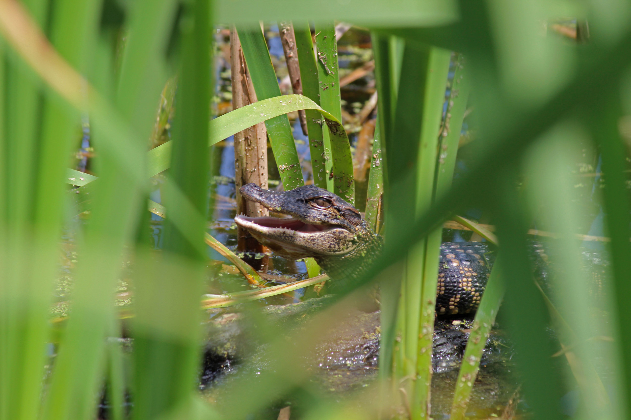  A baby alligator eyeballs the edge of Woody Pond in Harris Neck National Wildlife Refuge in April 2014 after waking up from its nap on a log. &nbsp;(Dashiell Coleman photo) 